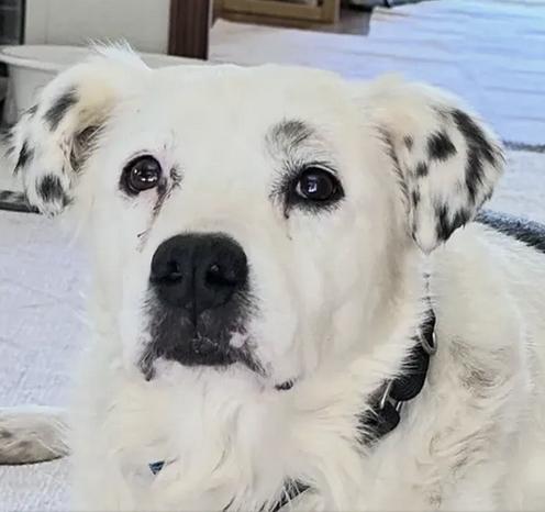 Grace – A Gentle Soul Who Deserves Peace, ADOPTABLE, Senior Female Australian Cattle Dog / Blue Heeler.