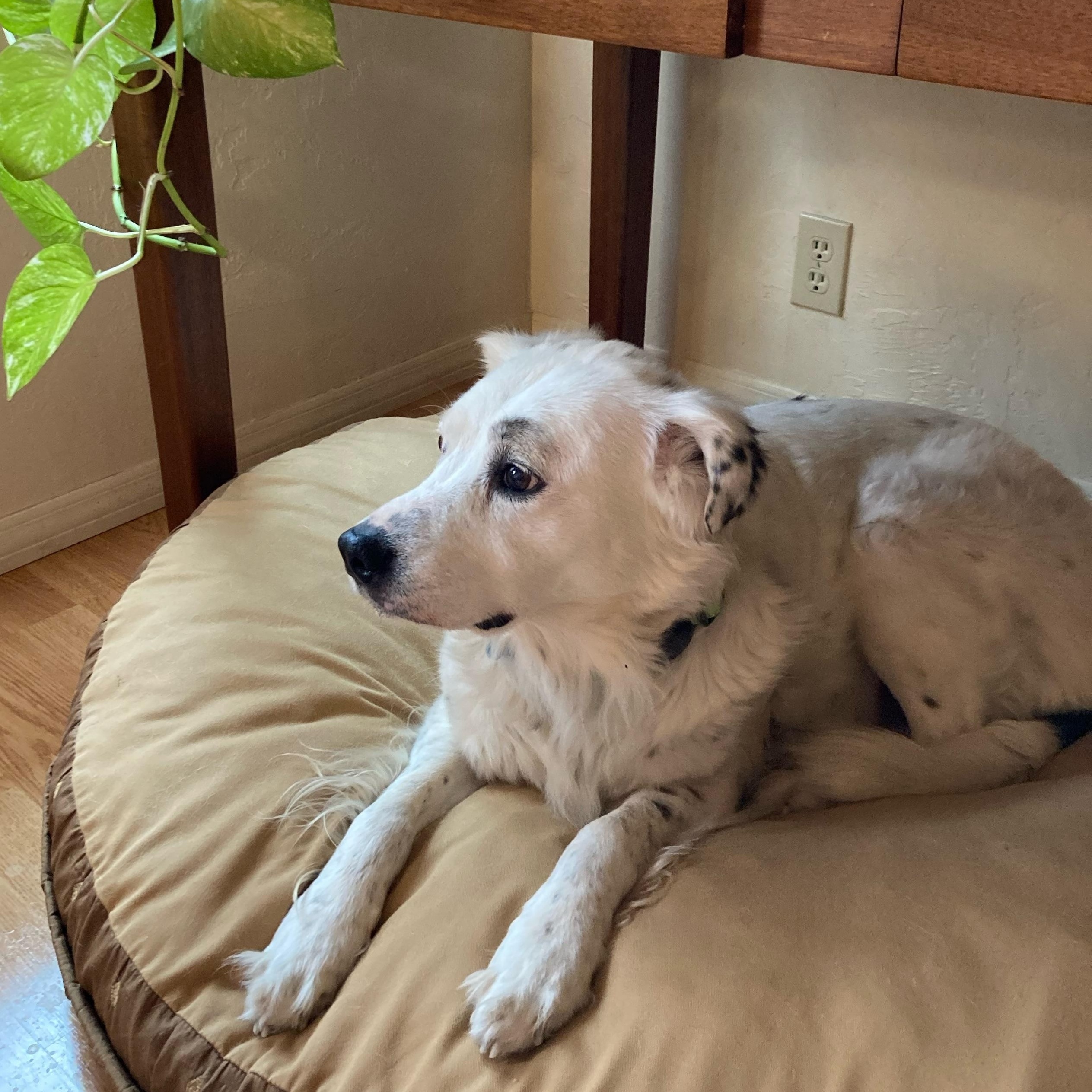 Enlarge Grace – A Gentle Soul Who Deserves Peace, a ADOPTABLE mixed breed in Prescott, AZ image 2/6