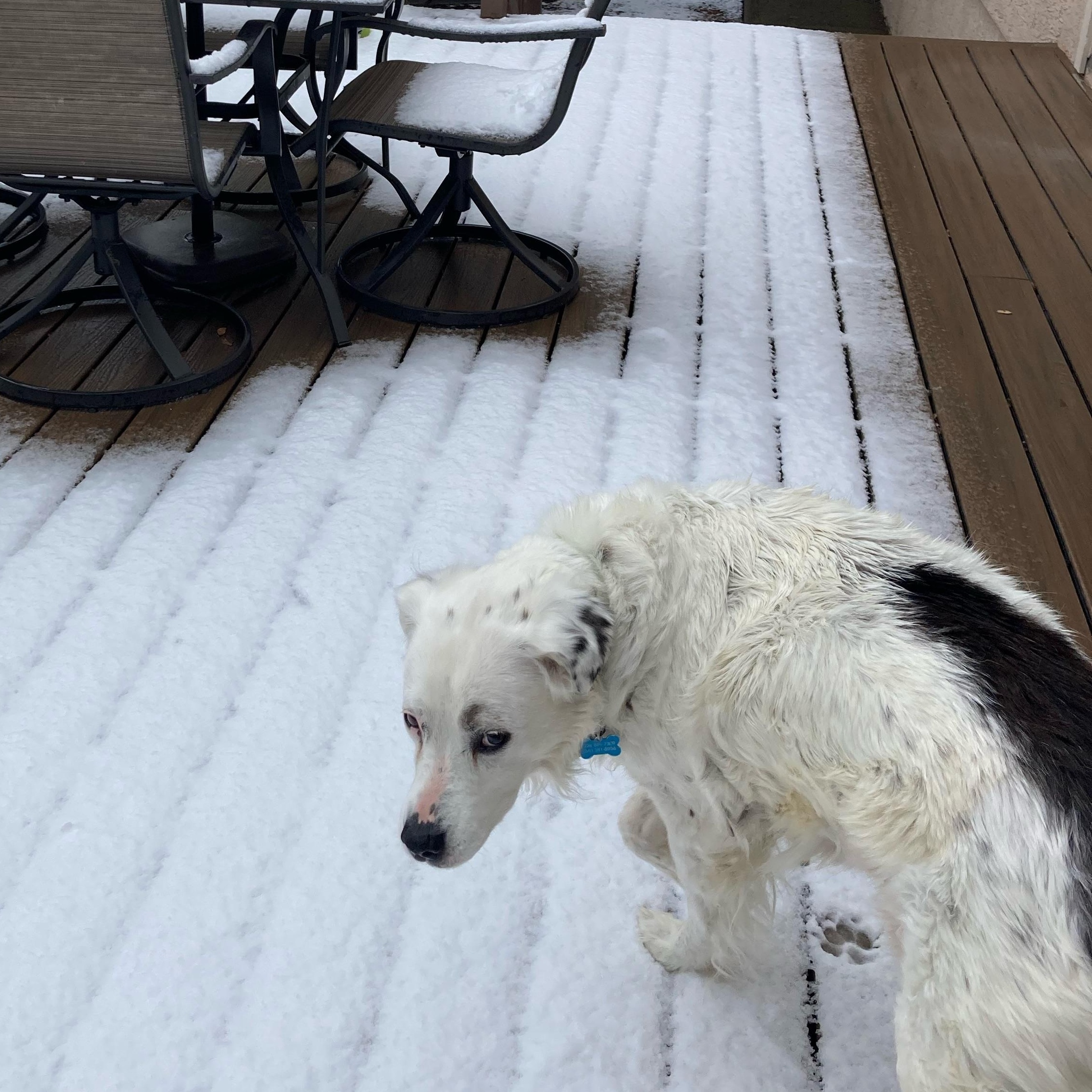 Enlarge Grace – A Gentle Soul Who Deserves Peace, a ADOPTABLE mixed breed in Prescott, AZ image 5/6