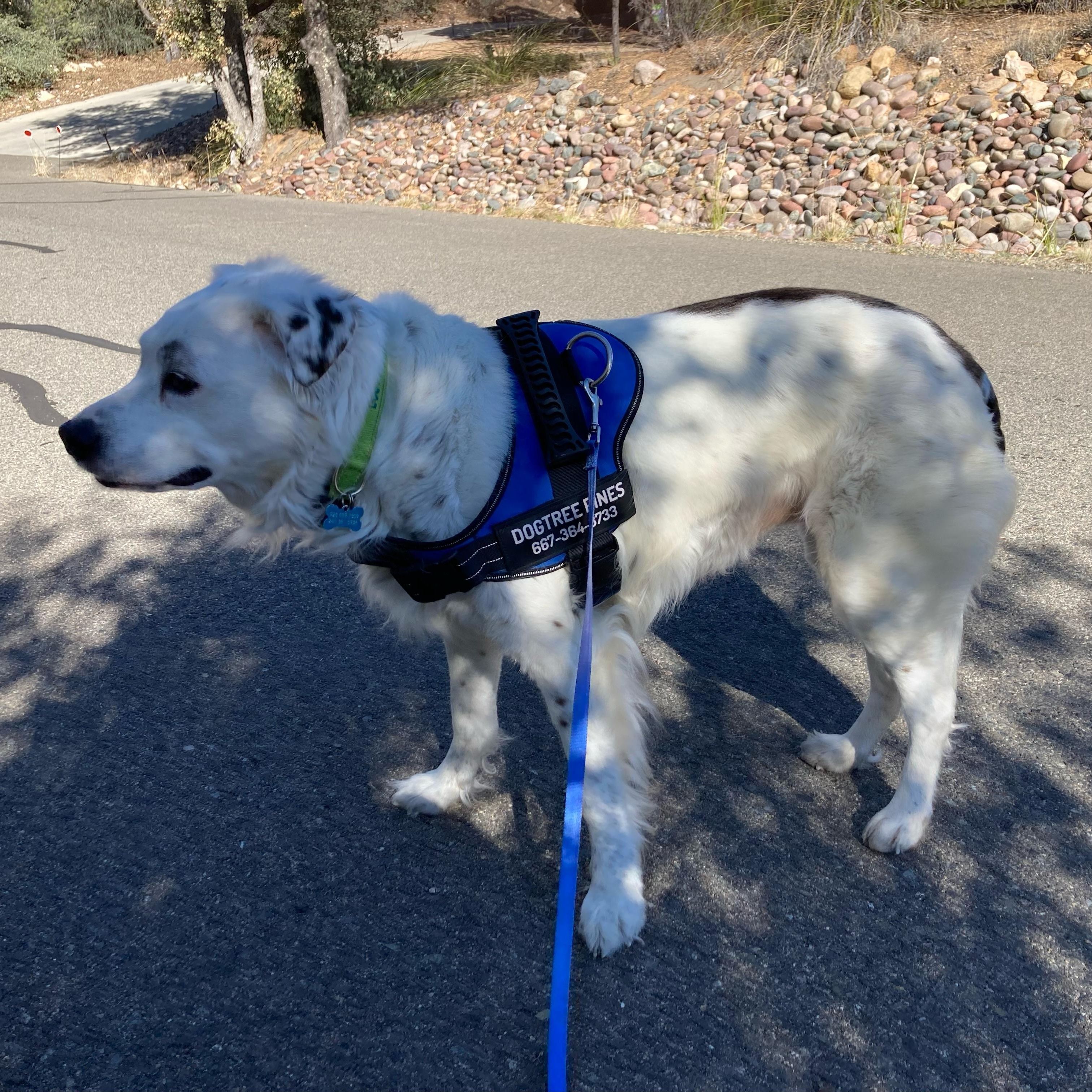 Enlarge Grace – A Gentle Soul Who Deserves Peace, a ADOPTABLE mixed breed in Prescott, AZ image 4/6