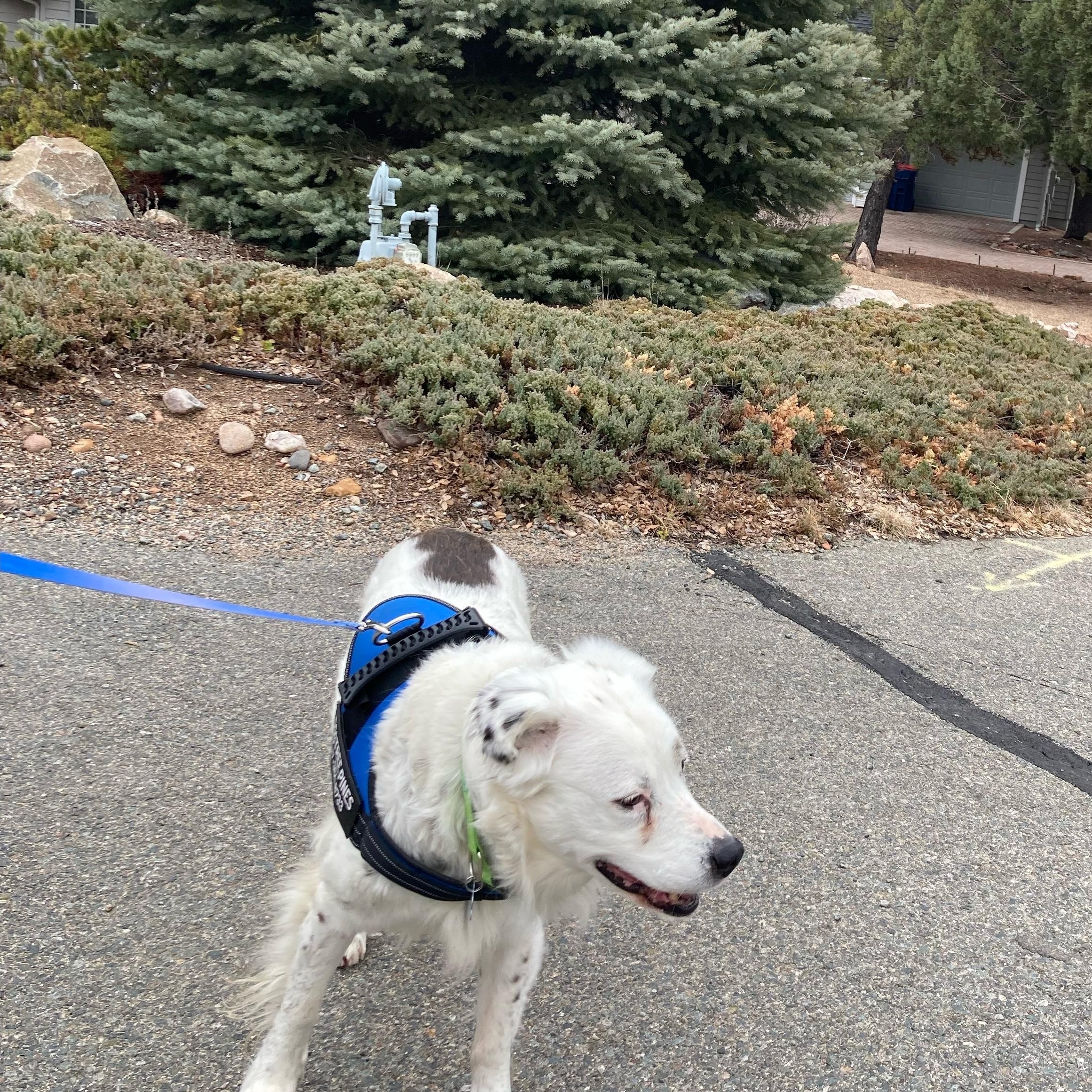 Enlarge Grace – A Gentle Soul Who Deserves Peace, a ADOPTABLE mixed breed in Prescott, AZ image 3/6