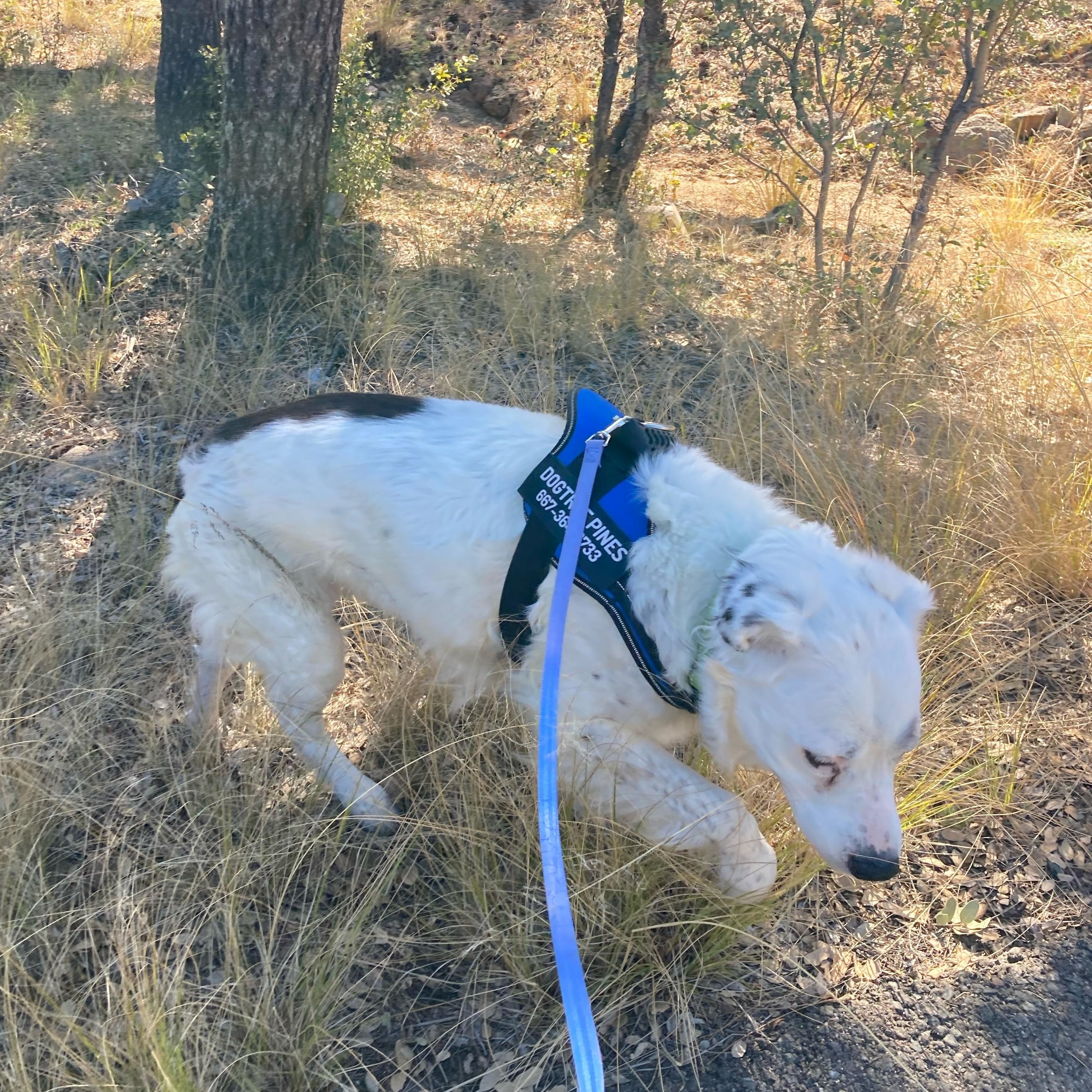 Enlarge Grace – A Gentle Soul Who Deserves Peace, a ADOPTABLE mixed breed in Prescott, AZ image 6/6