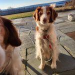 Enlarge Maple - 20039664 - RI, a Adopted Brittany Spaniel in Tiverton, RI image 3/5