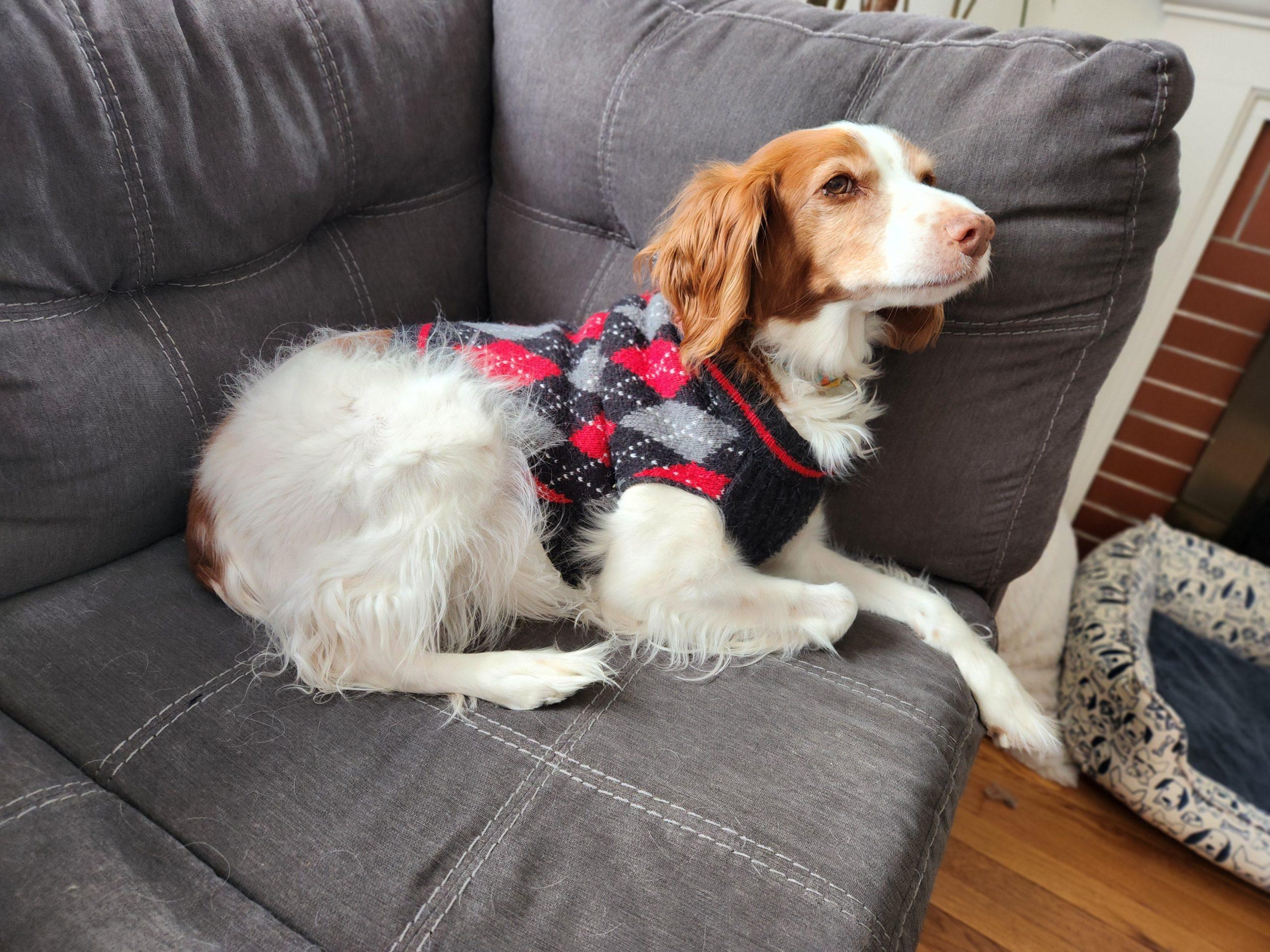 Enlarge Maple - 20039664 - RI, a Adopted Brittany Spaniel in Tiverton, RI image 4/5