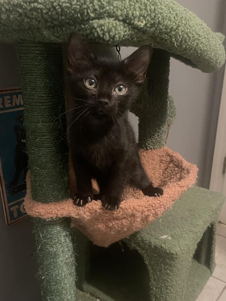 Curly, a Adoptable Domestic Short Hair in Salisbury, NC image 3/4