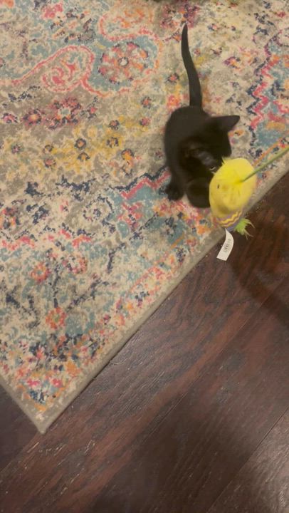 Enlarge Curly, a Adoptable Domestic Short Hair in Salisbury, NC video 4/4
