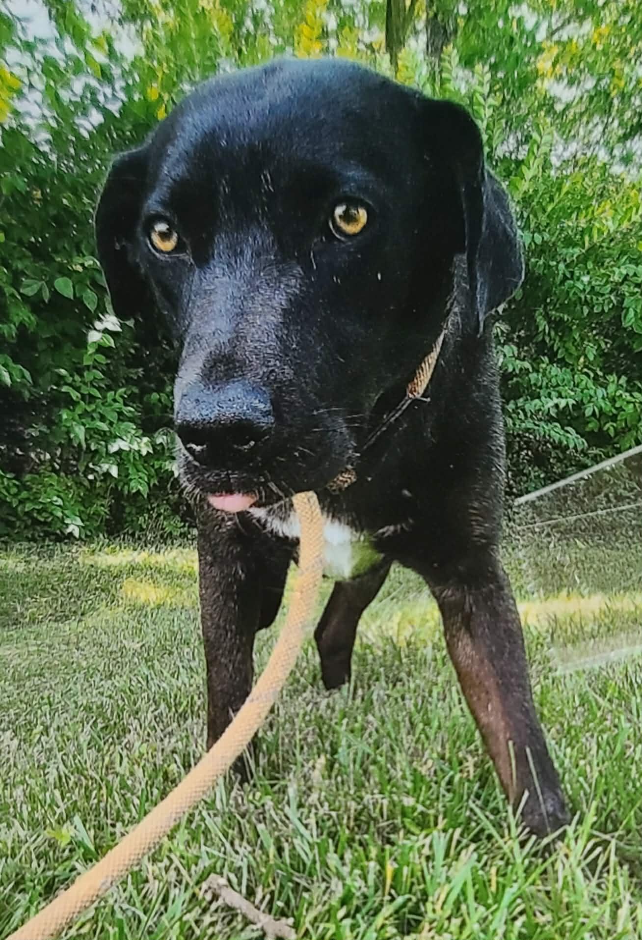 Enlarge Opal, an adoptable mixed breed in Harrodsburg, KY image 3/3
