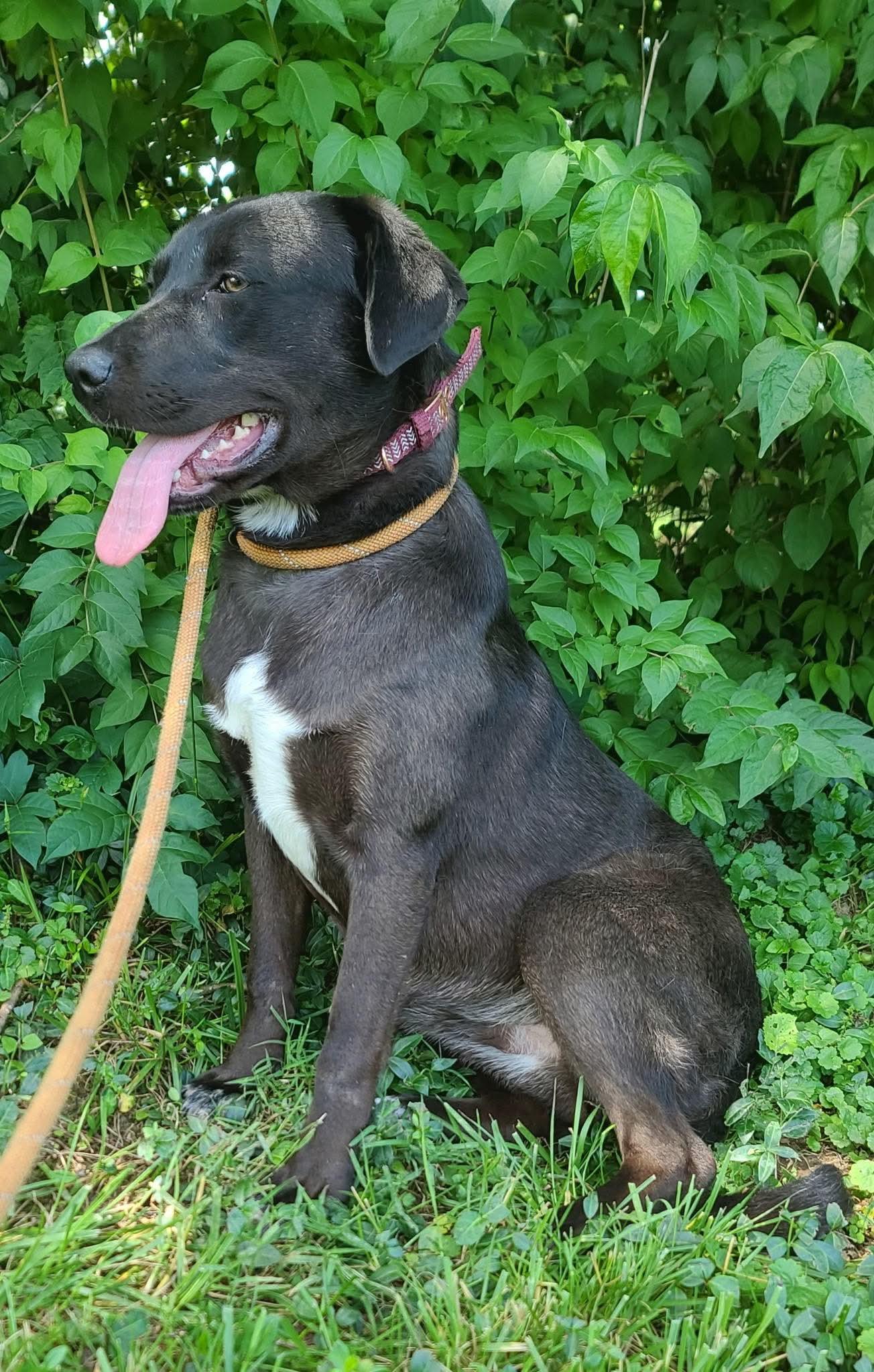 Enlarge Opal, an adoptable mixed breed in Harrodsburg, KY image 2/3