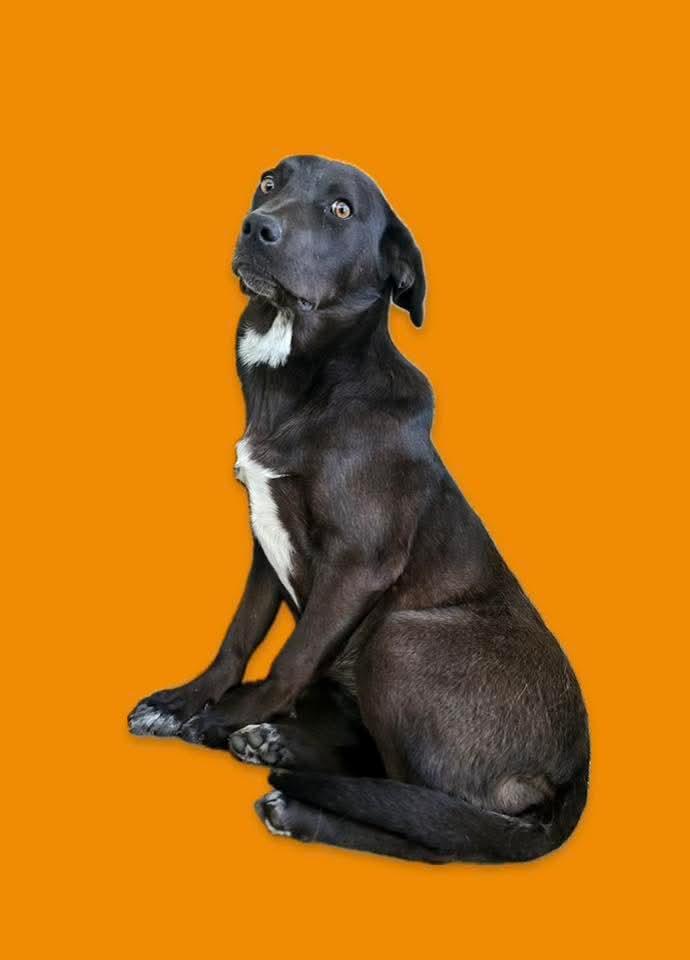 Opal, adoptable, Young Female Australian Cattle Dog / Blue Heeler & Catahoula Leopard Dog.