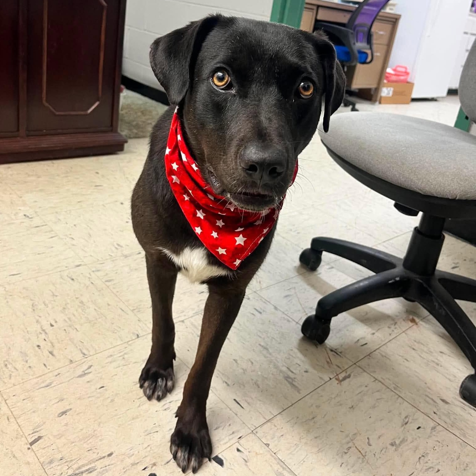 Opal, adoptable, Young Female Australian Cattle Dog / Blue Heeler & Catahoula Leopard Dog.