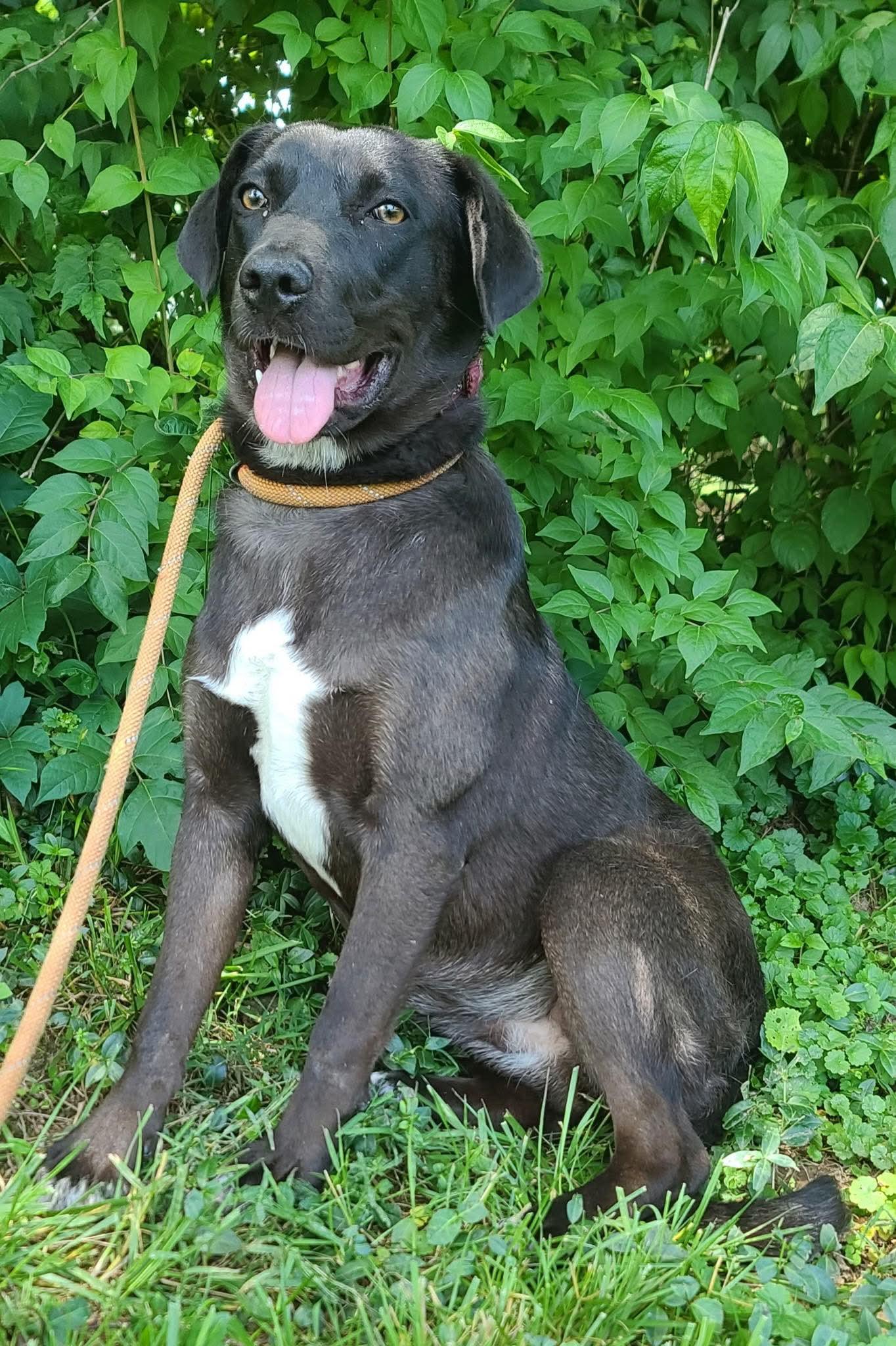 Opal, adoptable, Young Female Australian Cattle Dog / Blue Heeler & Catahoula Leopard Dog.