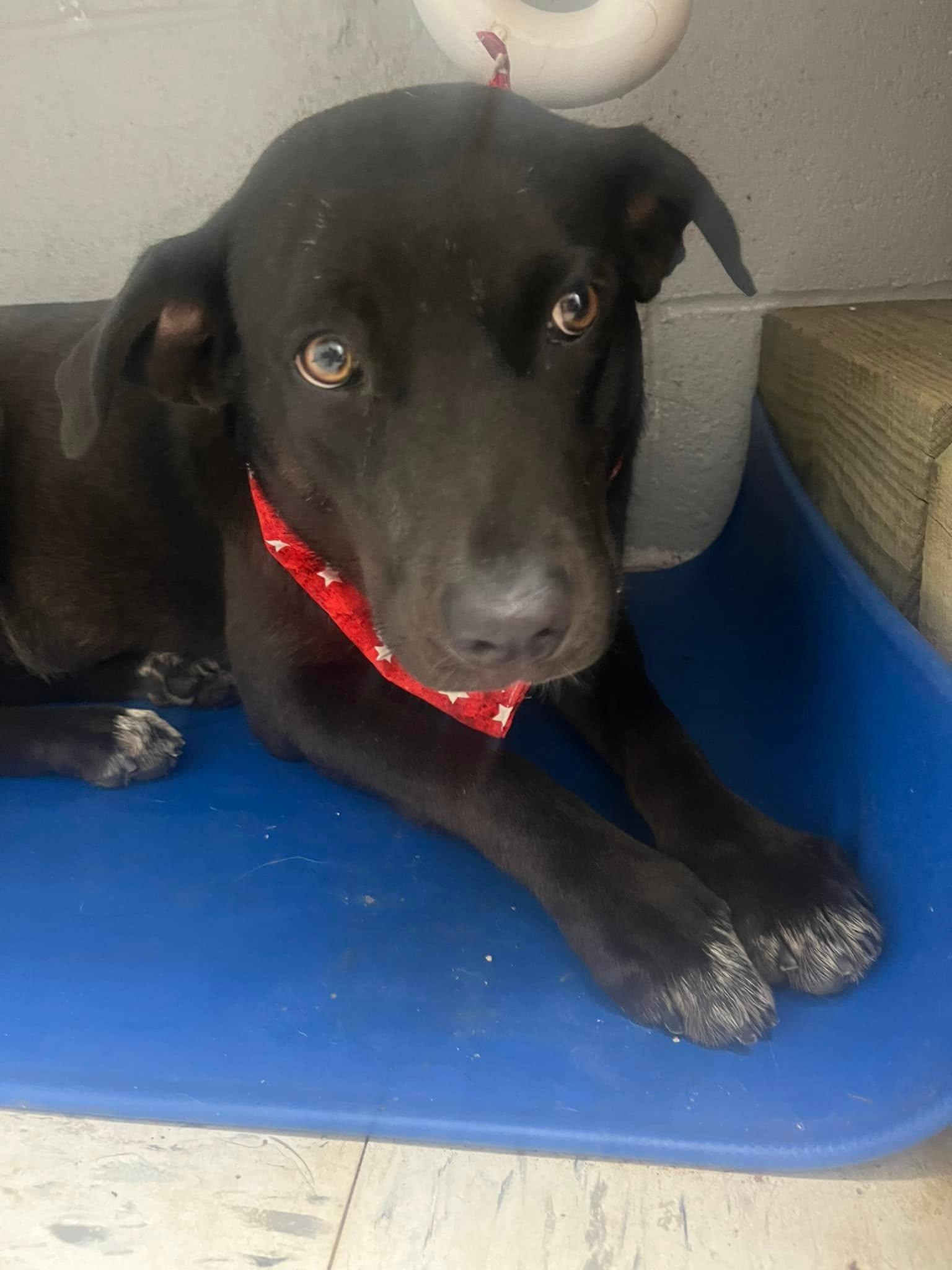 Opal, an adoptable mixed breed in Harrodsburg, KY image 2/5