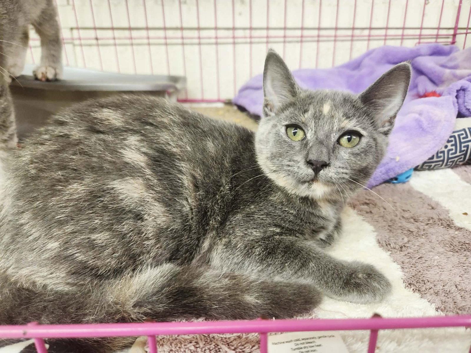 Enlarge Vanessa, a Adoptable Domestic Short Hair in Social Circle, GA image 1/3