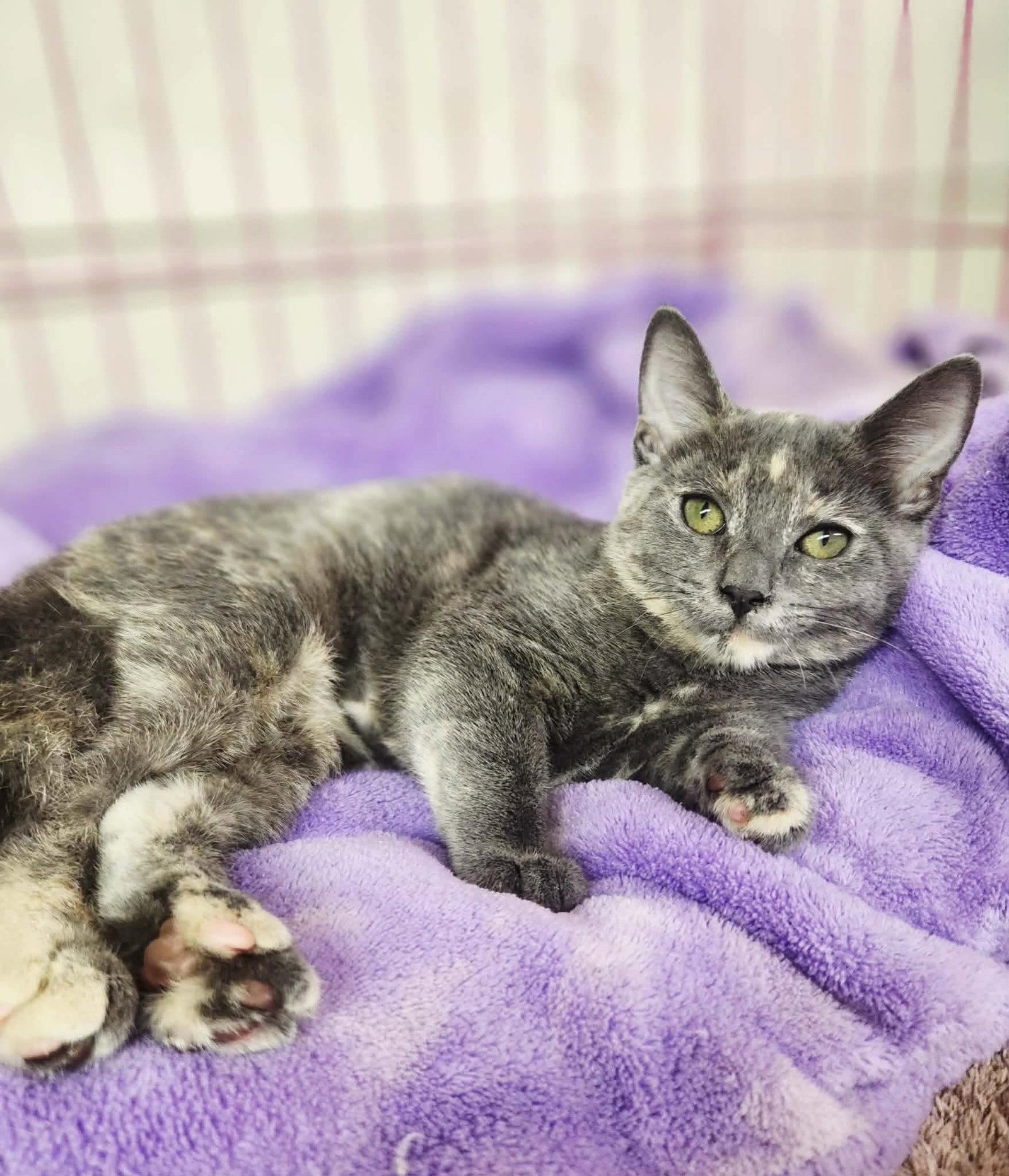Enlarge Vanessa, a Adoptable Domestic Short Hair in Social Circle, GA image 2/3