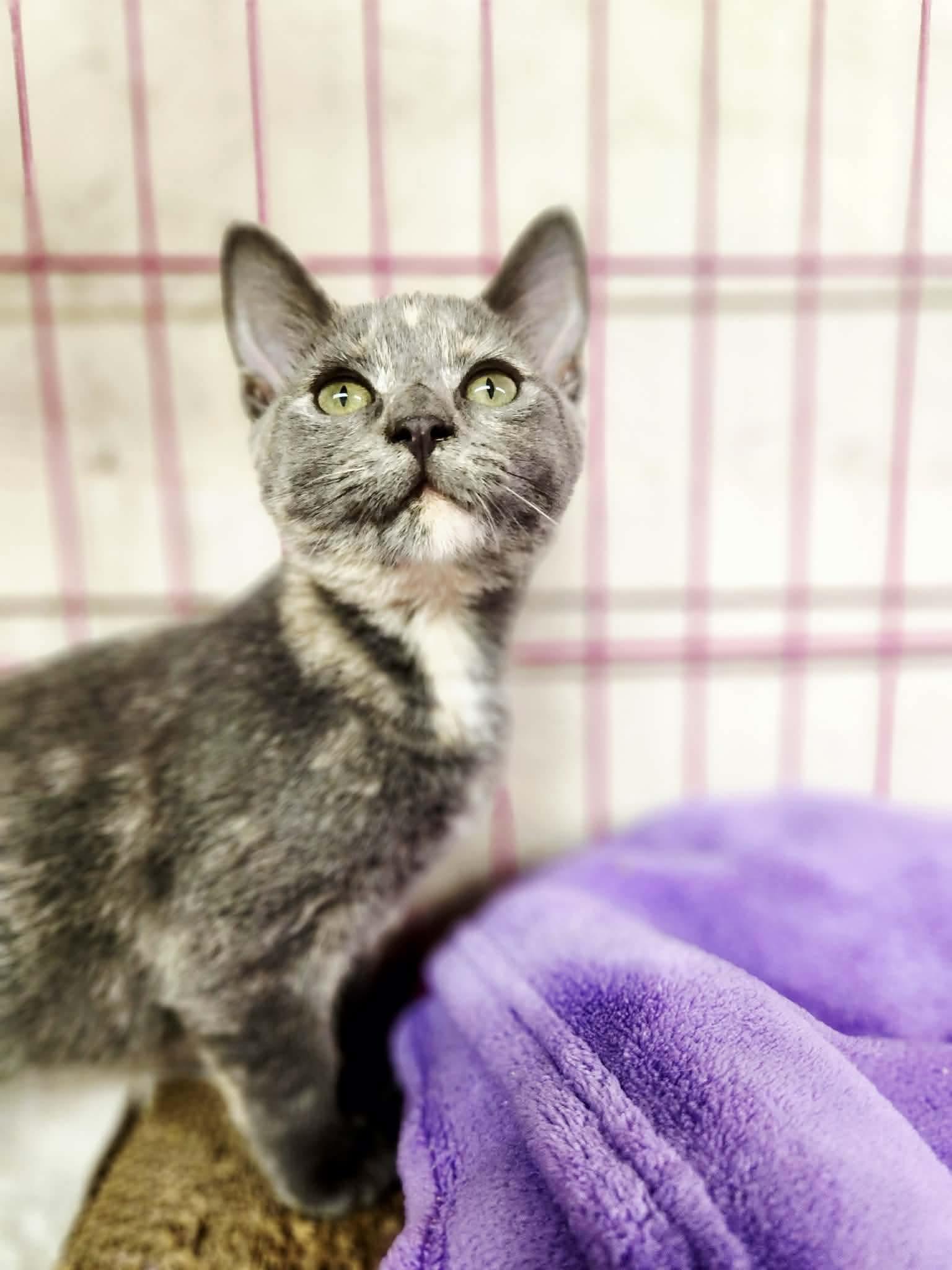 Enlarge Vanessa, a Adoptable Domestic Short Hair in Social Circle, GA image 3/3