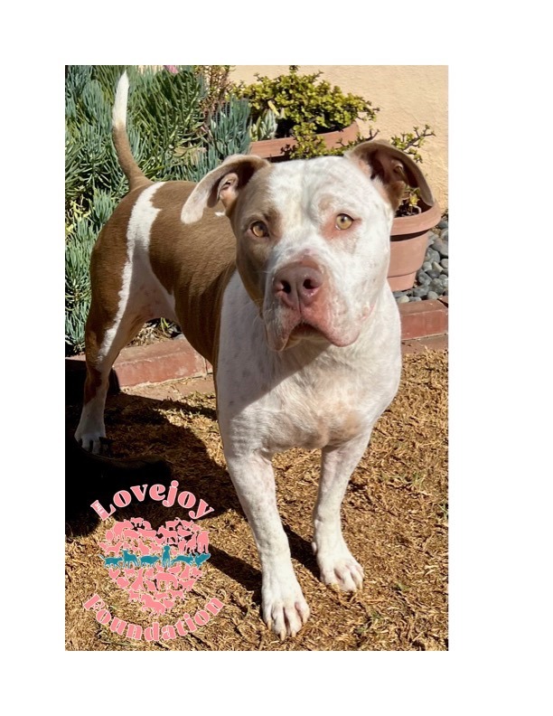 COH Tyson, an adopted Pit Bull Terrier in Inglewood, CA_image-1