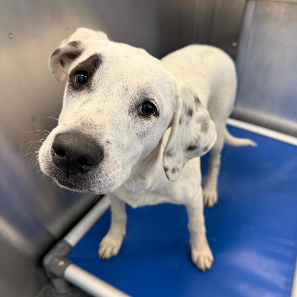 Mookie, Adoptable, Young Female Retriever.