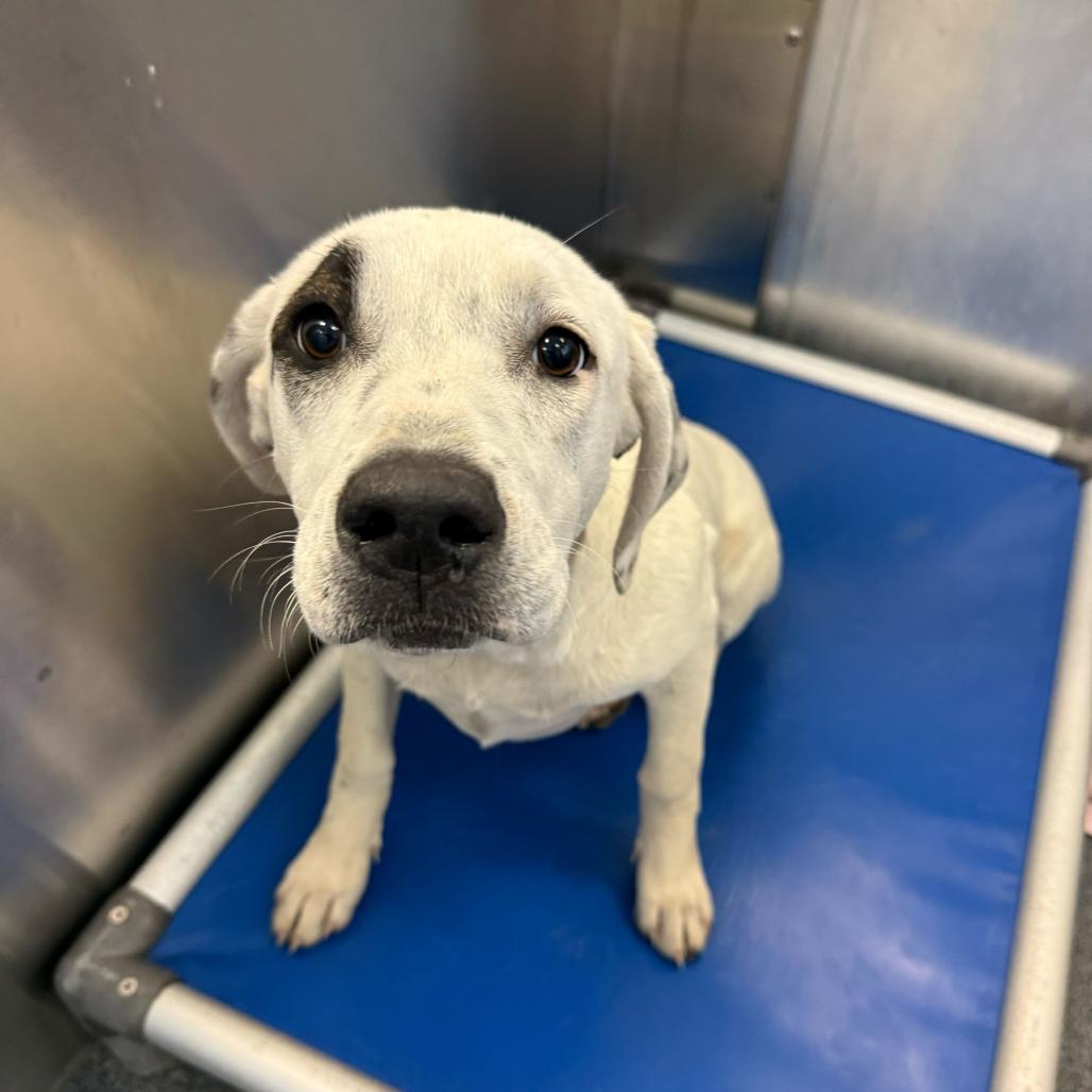 Enlarge Mookie, a Adoptable Retriever in Brooklyn, NY image 2/6