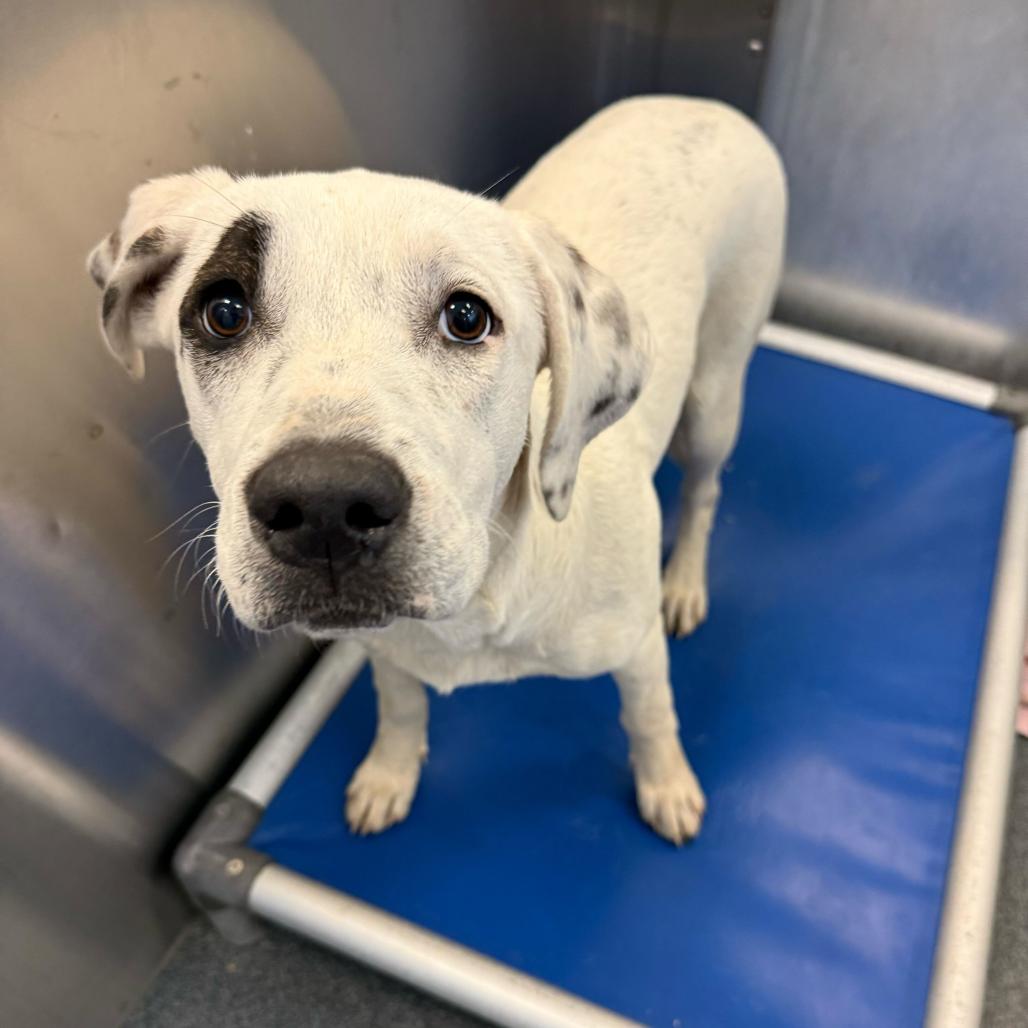 Enlarge Mookie, a Adoptable Retriever in Brooklyn, NY image 3/6