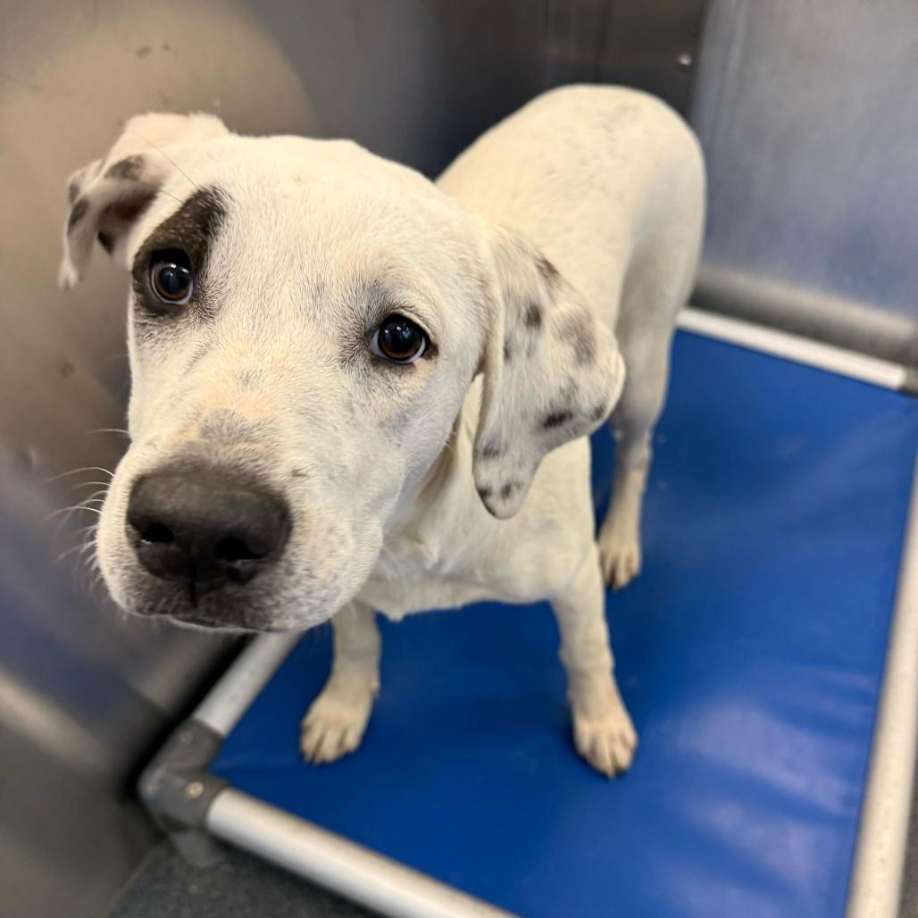 Enlarge Mookie, a Adoptable Retriever in Brooklyn, NY image 4/6