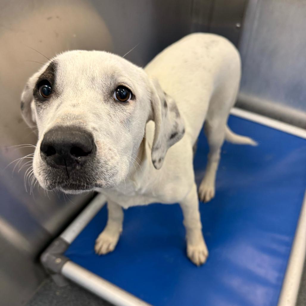 Enlarge Mookie, a Adoptable Retriever in Brooklyn, NY image 5/6
