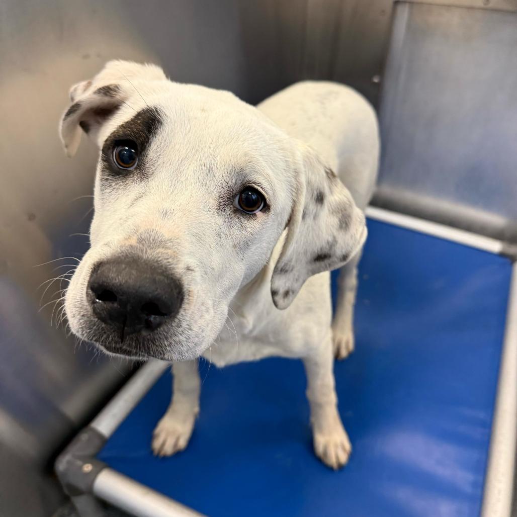 Enlarge Mookie, a Adoptable Retriever in Brooklyn, NY image 6/6
