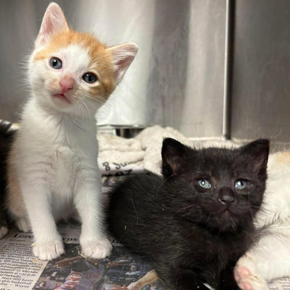 Arlo, Adoptable, Kitten Male Domestic Medium Hair.