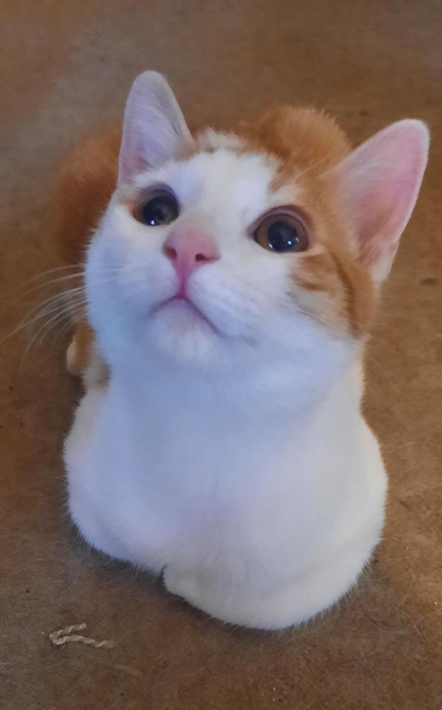 Enlarge Arlo, a Adoptable Domestic Short Hair in Albany, WI image 2/2