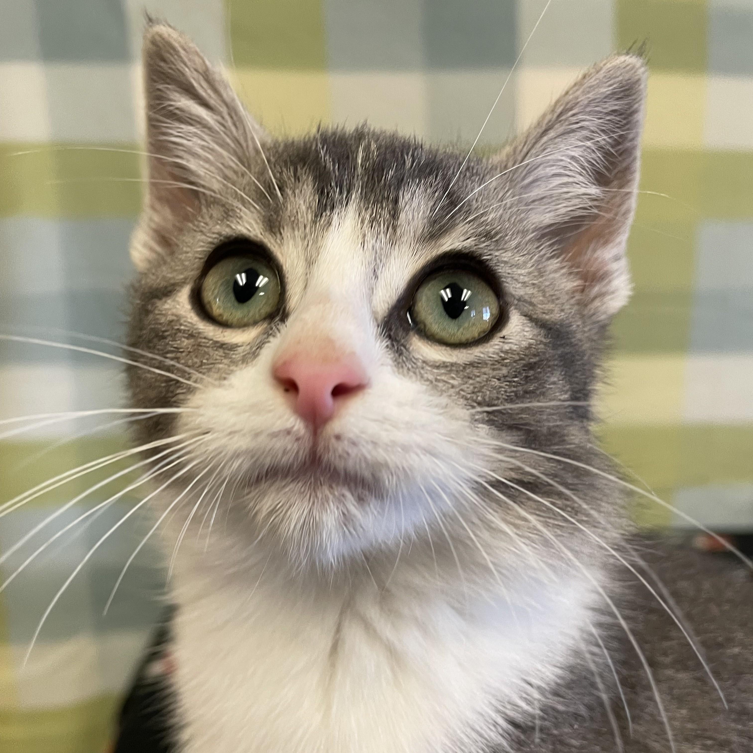 Enlarge Dino, a ADOPTABLE mixed breed in ALPINE, TX image 5/5