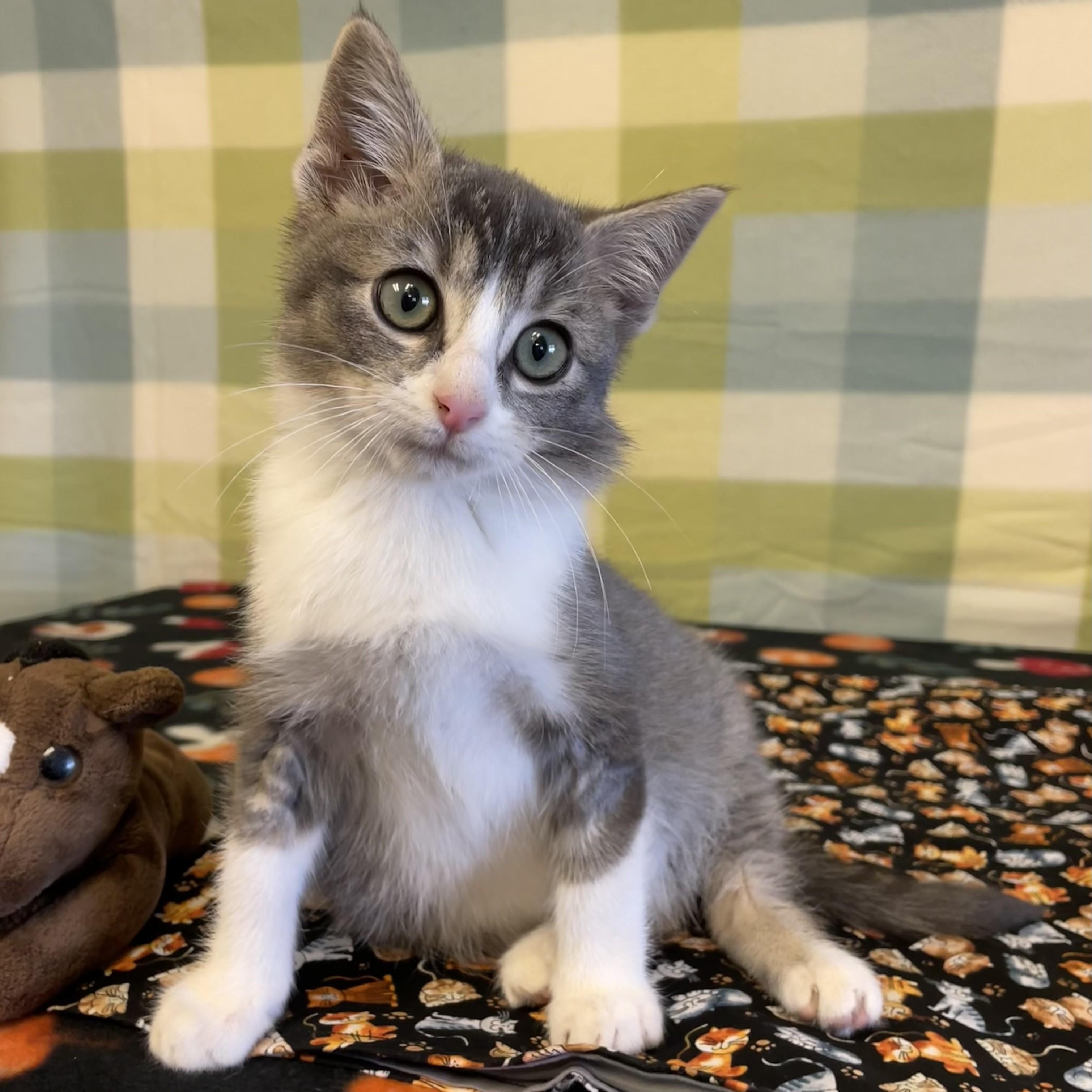 Enlarge Dino, a ADOPTABLE mixed breed in ALPINE, TX image 3/5