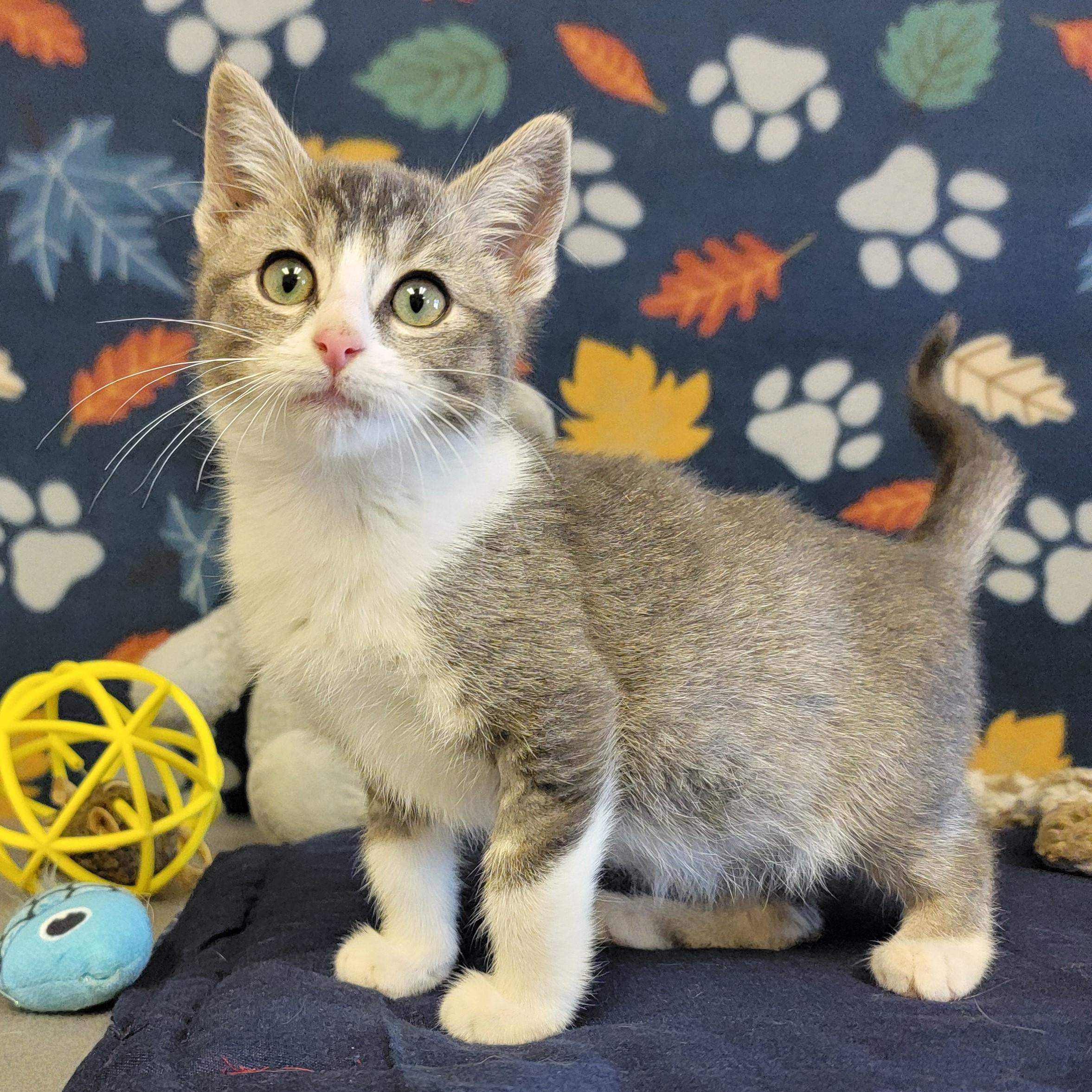 Enlarge Dino, a ADOPTABLE mixed breed in ALPINE, TX image 1/5