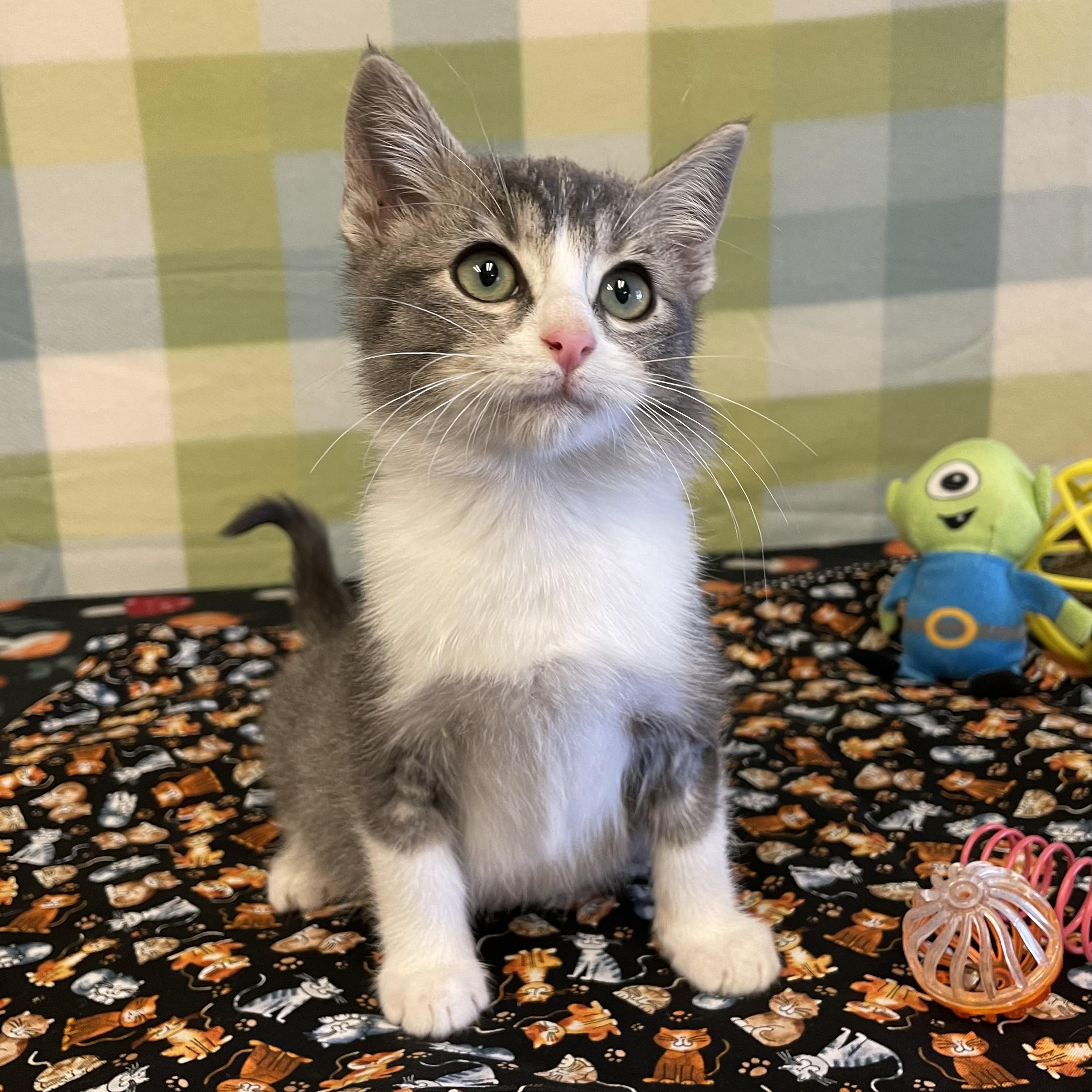 Enlarge Dino, a ADOPTABLE mixed breed in ALPINE, TX image 2/5