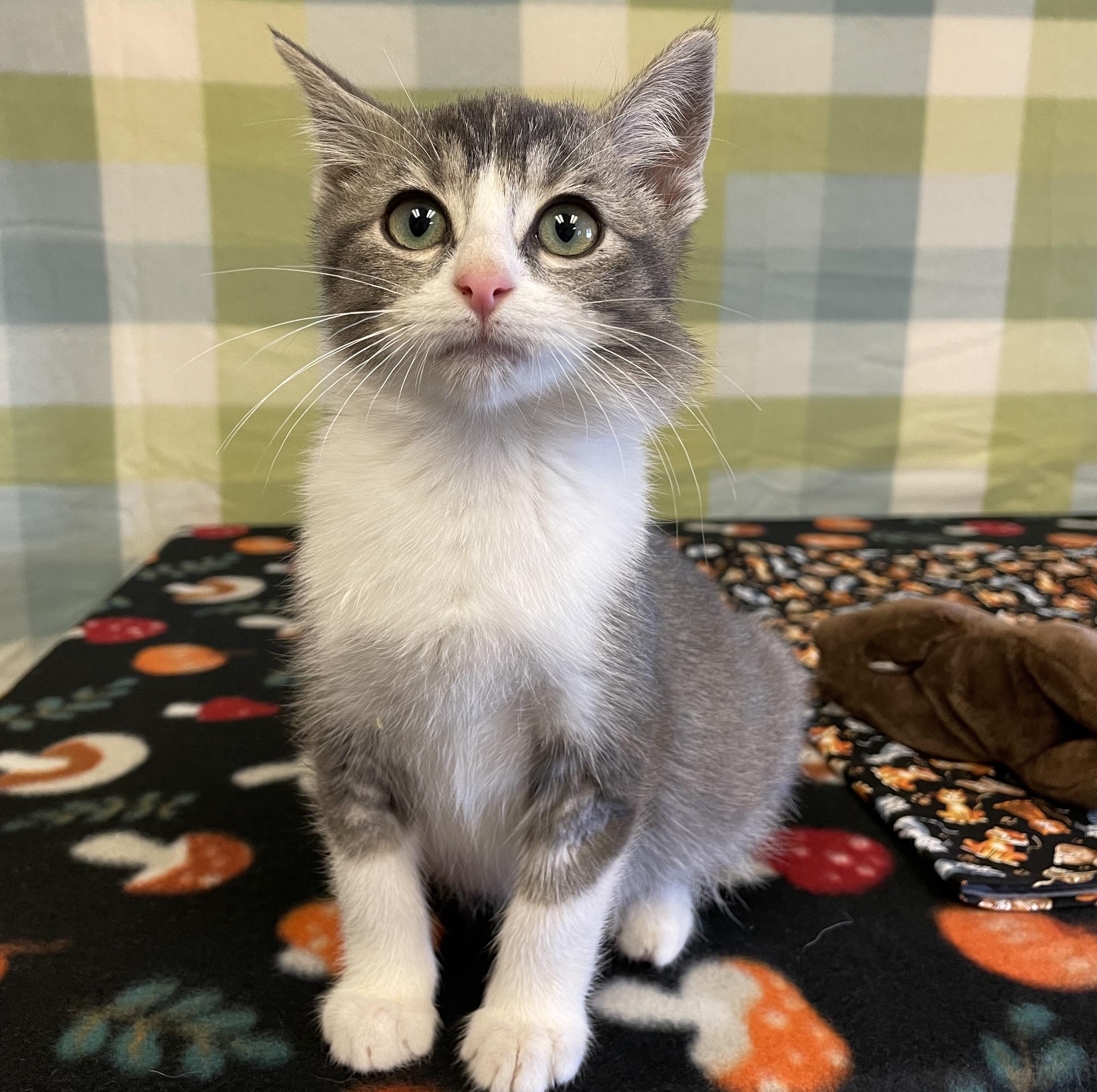 Enlarge Dino, a ADOPTABLE mixed breed in ALPINE, TX image 4/5