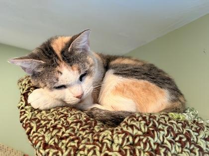 Spice Burg - must adopt with Cali, Adoptable, Adult Female Domestic Short Hair & Domestic Short Hair.