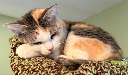 Spice Burg - must adopt with Cali, Adoptable, Adult Female Domestic Short Hair & Domestic Short Hair.