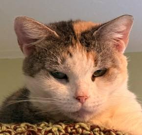 Enlarge Spice Burg - must adopt with Cali, a Adoptable Domestic Short Hair in Hudson, MA image 2/3