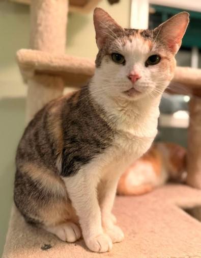 Enlarge Spice Burg - must adopt with Cali, a Adoptable Domestic Short Hair in Hudson, MA image 3/3