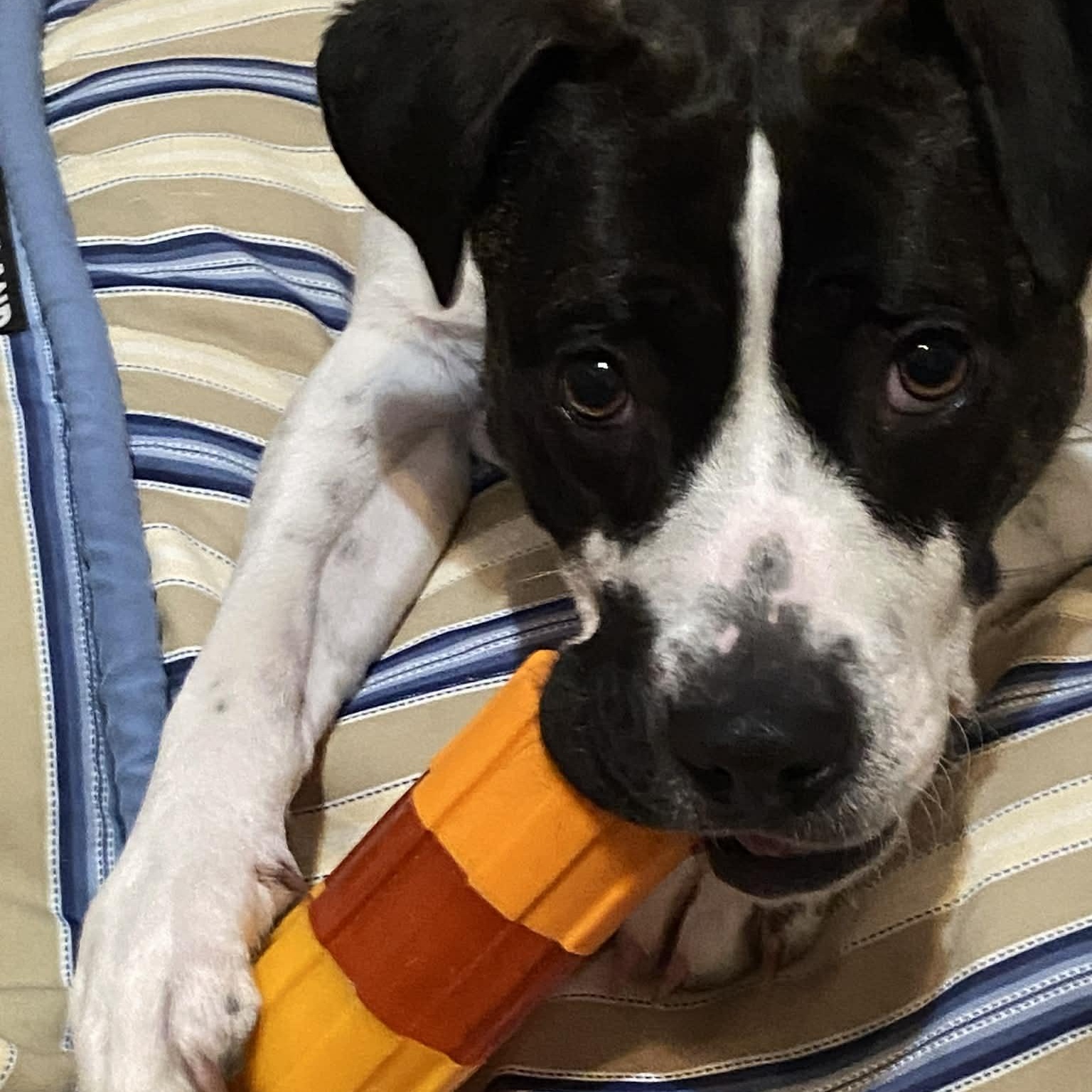 Enlarge Koozie, a ADOPTABLE mixed breed in Vernon, CT image 2/6