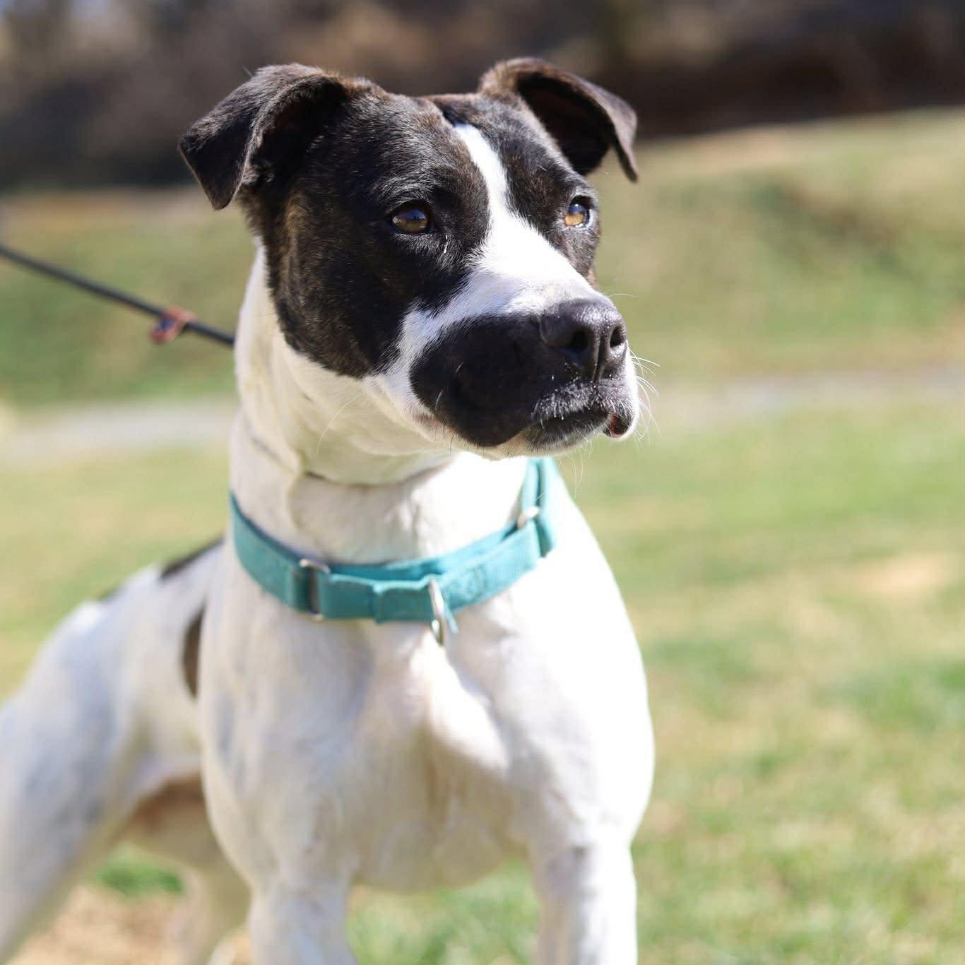 Enlarge Koozie, a ADOPTABLE mixed breed in Glastonbury, CT image 4/6