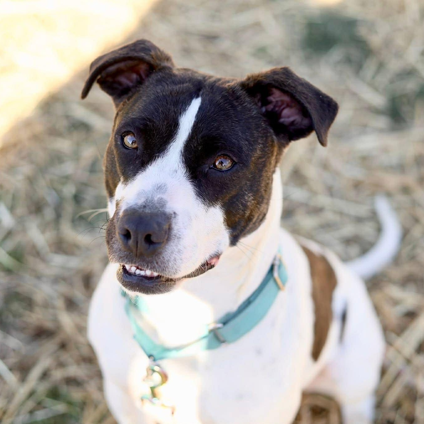 Enlarge Koozie, a ADOPTABLE mixed breed in Glastonbury, CT image 2/6