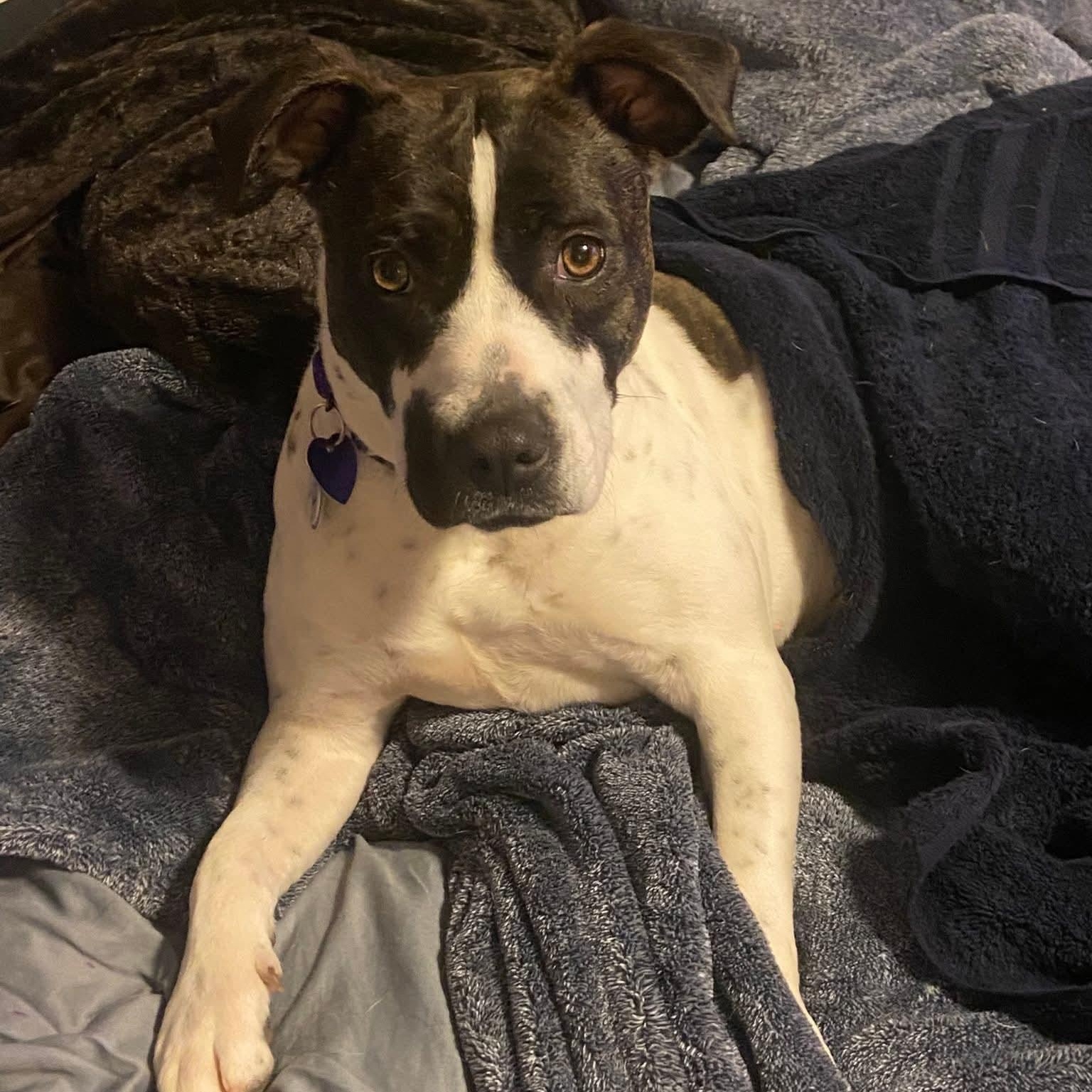 Enlarge Koozie, a ADOPTABLE mixed breed in Vernon, CT image 3/6