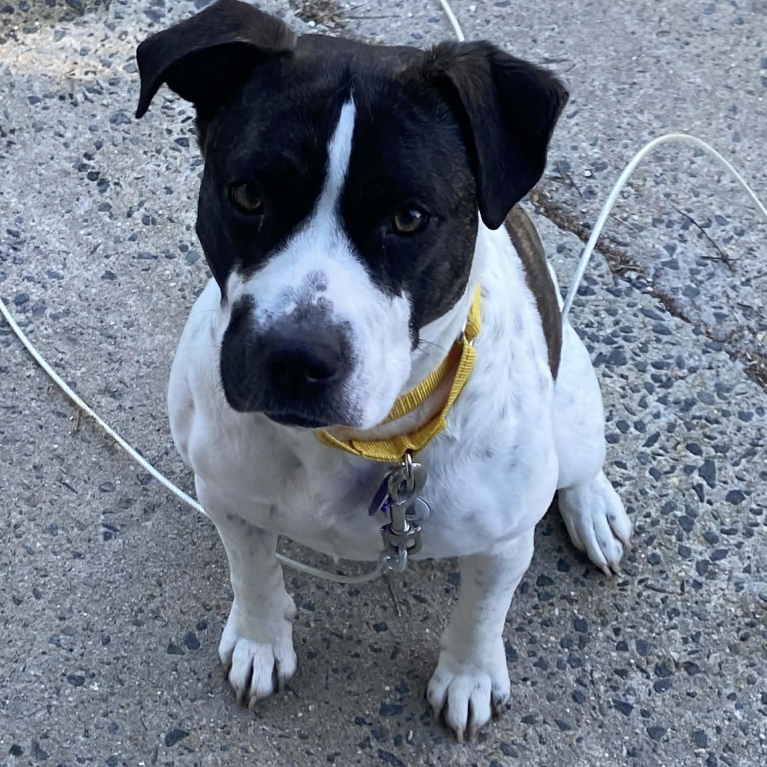 Koozie, ADOPTABLE, Young Female American Staffordshire Terrier & Labrador Retriever.