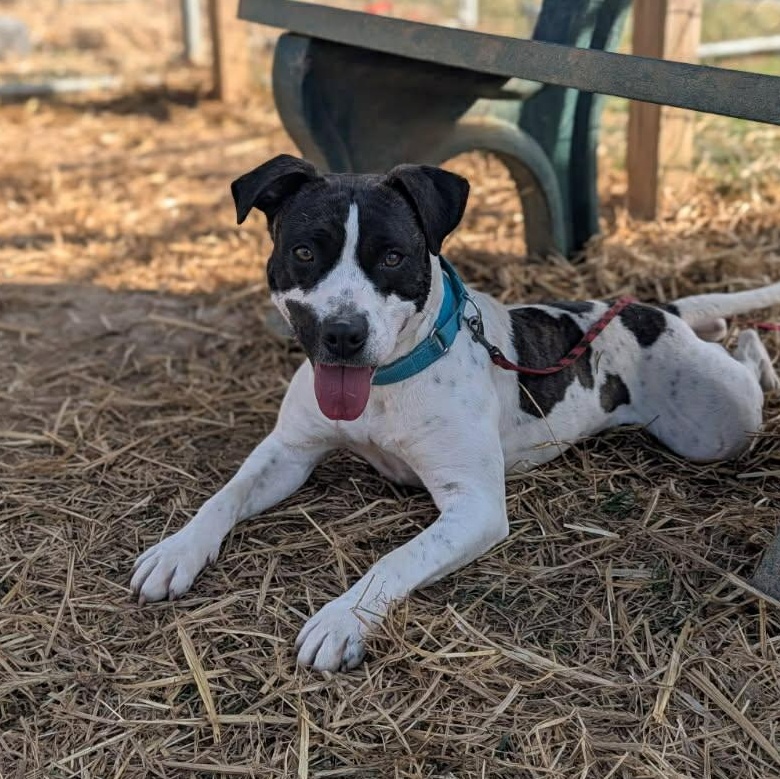 Enlarge Koozie, a ADOPTABLE mixed breed in Glastonbury, CT image 5/6