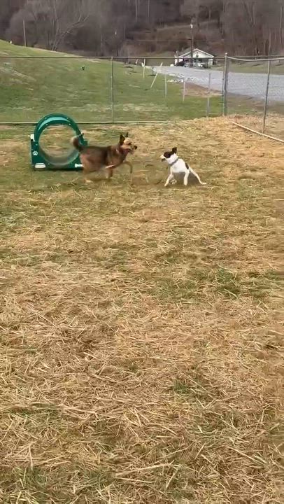 Enlarge Koozie, a ADOPTABLE mixed breed in Glastonbury, CT video 6/6