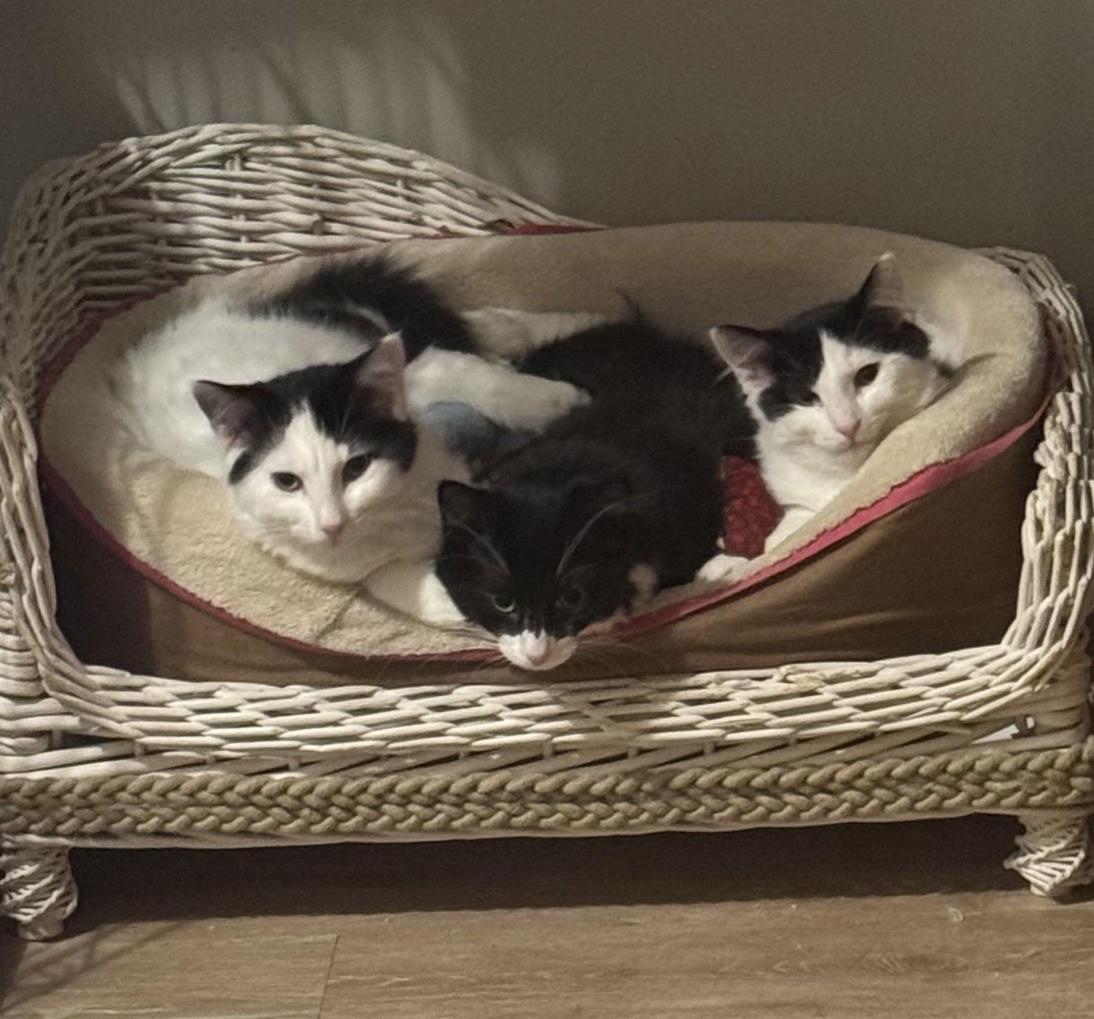 Cheyenne, Adoptable, Kitten Male Domestic Medium Hair.