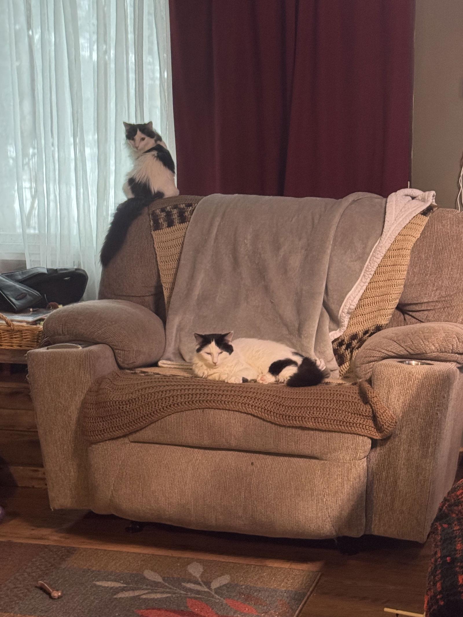 Cheyenne, Adoptable, Young Male Domestic Medium Hair.