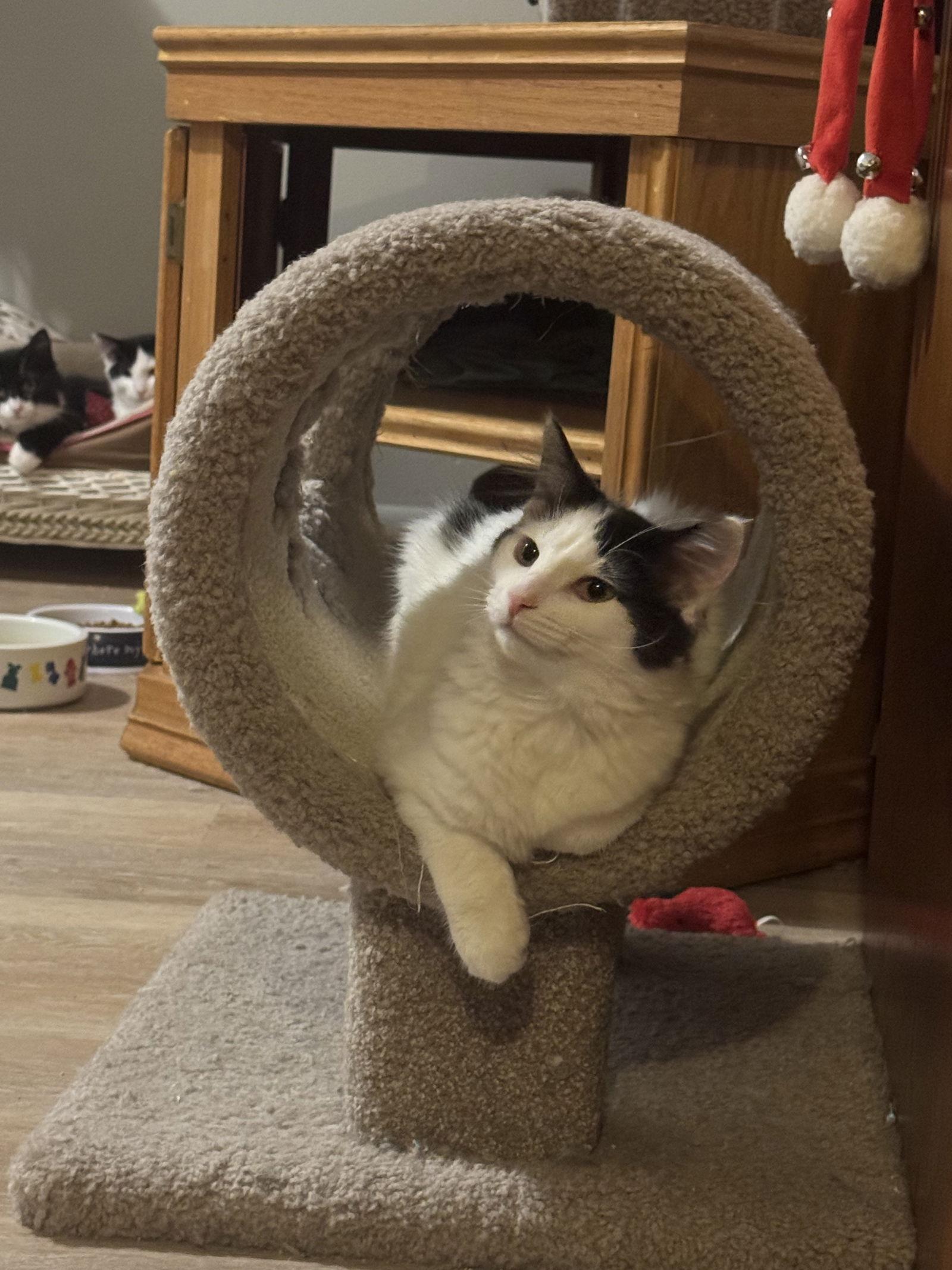 Cheyenne, a Adoptable Domestic Medium Hair in Princeton, MN image 2/3