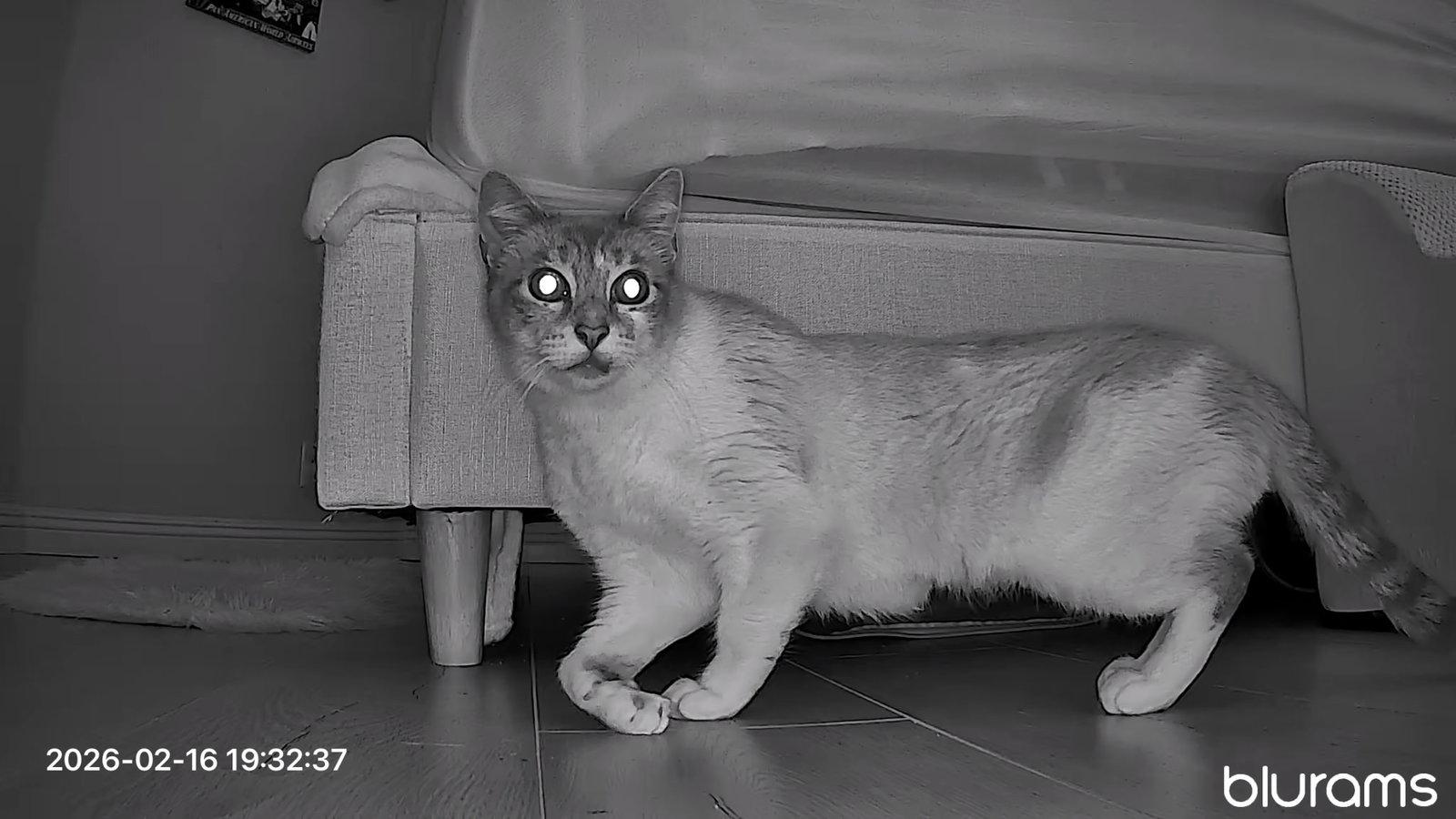 Missy courtesy post, a Adoptable Siamese in Laguna Niguel, CA image 1/3