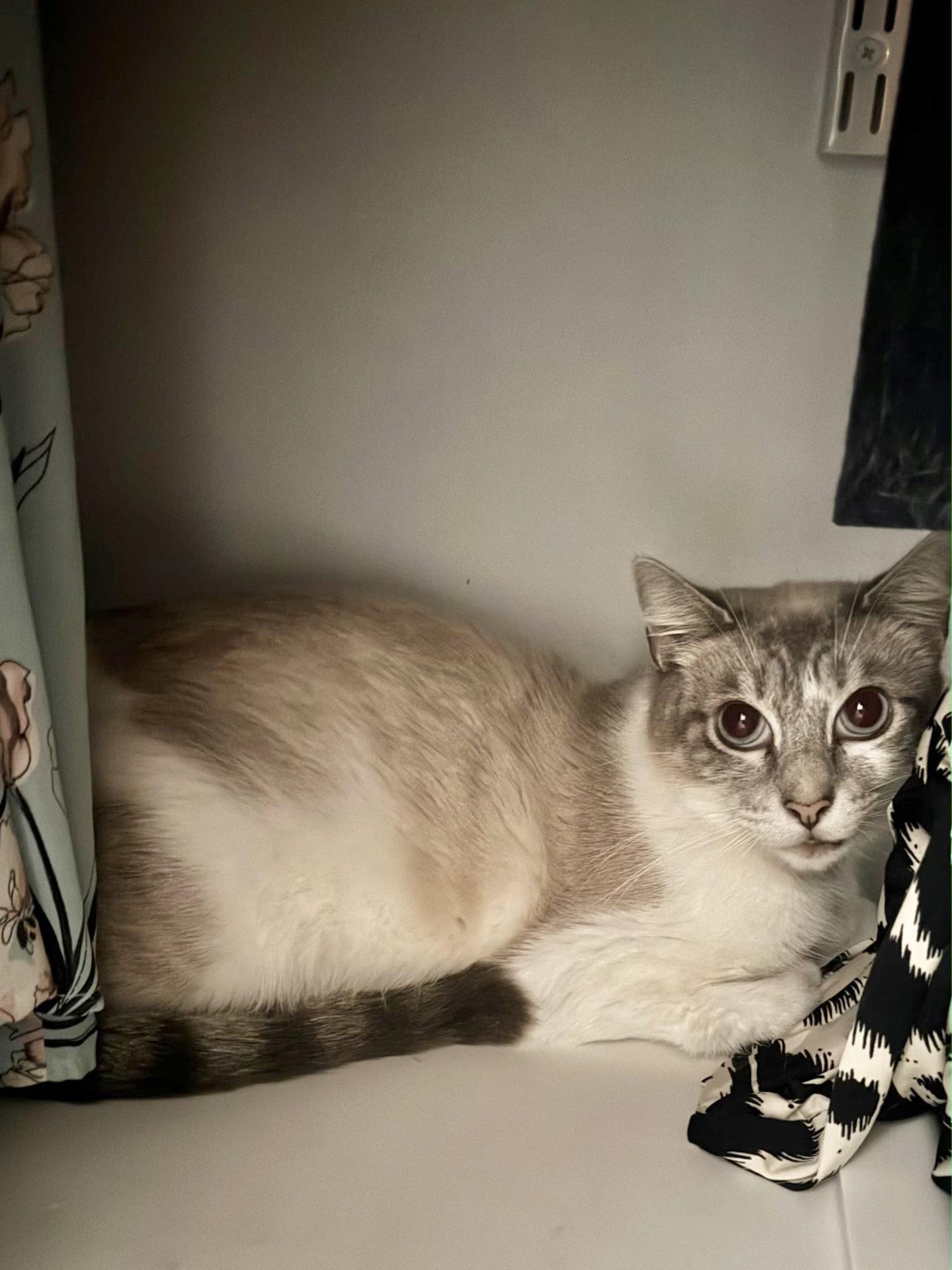 Missy courtesy post, a Adoptable Siamese in Laguna Niguel, CA image 2/3