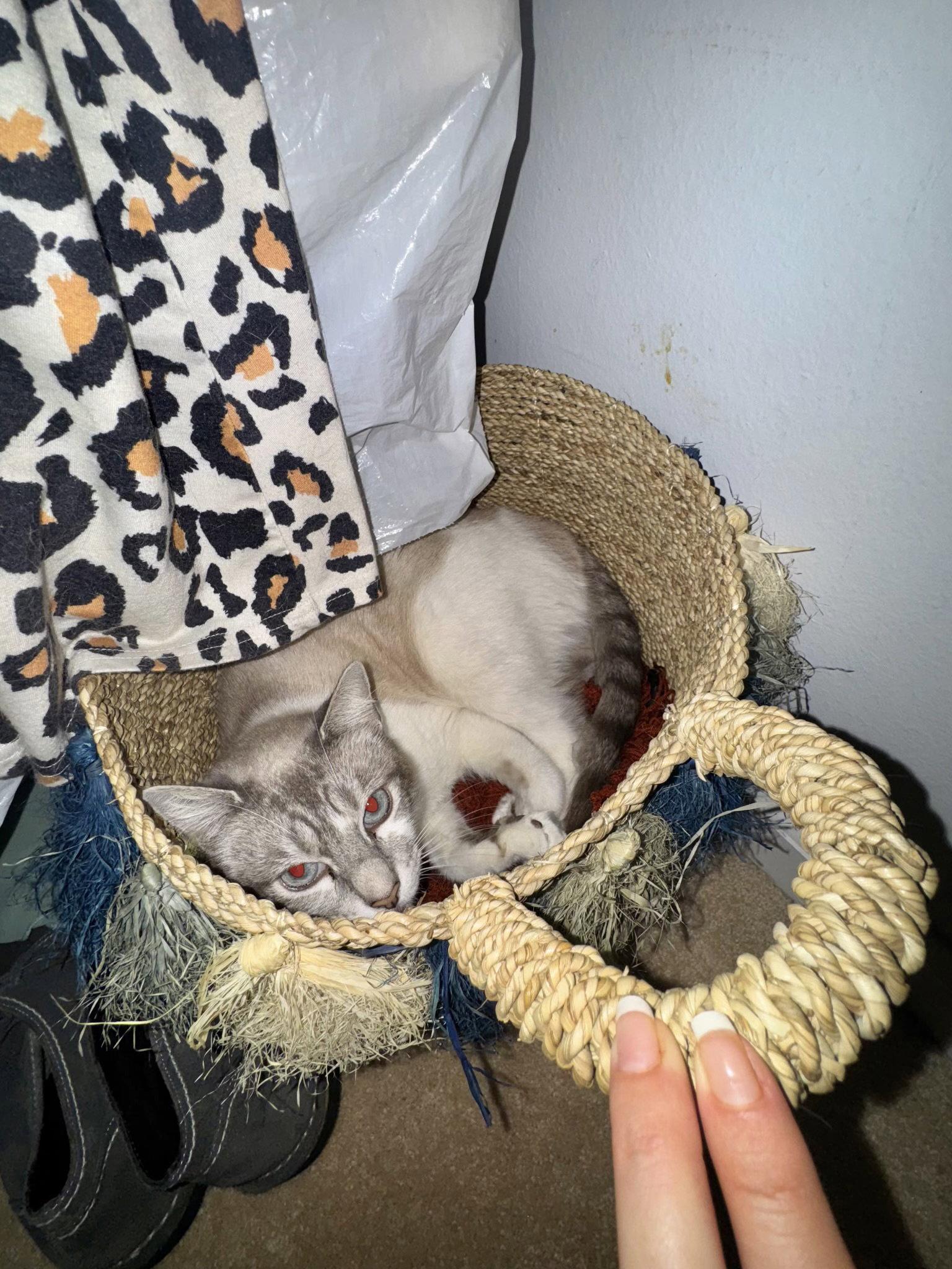 Missy courtesy post, a Adoptable Siamese in Laguna Niguel, CA image 3/3
